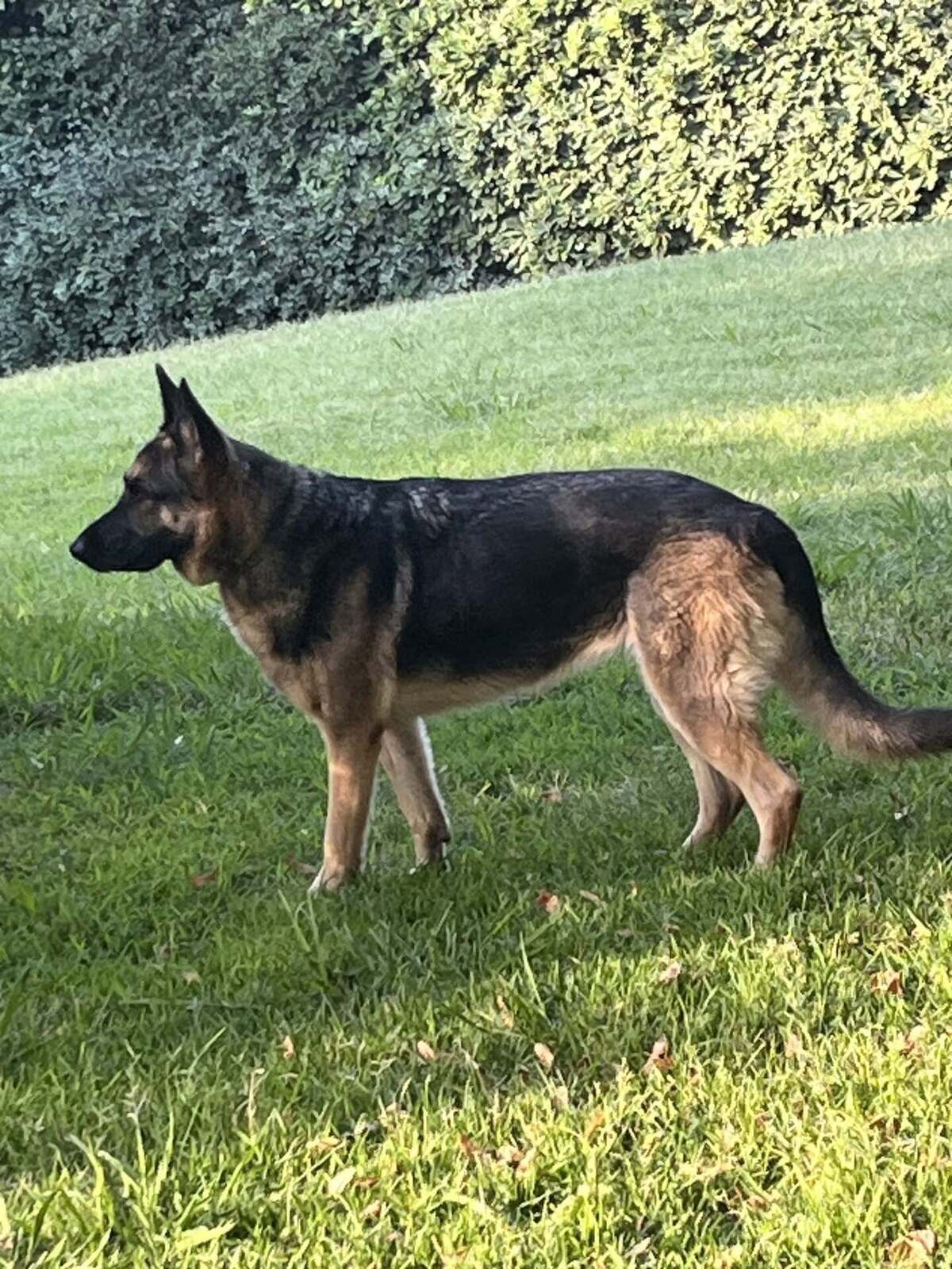 Adoption Suzi