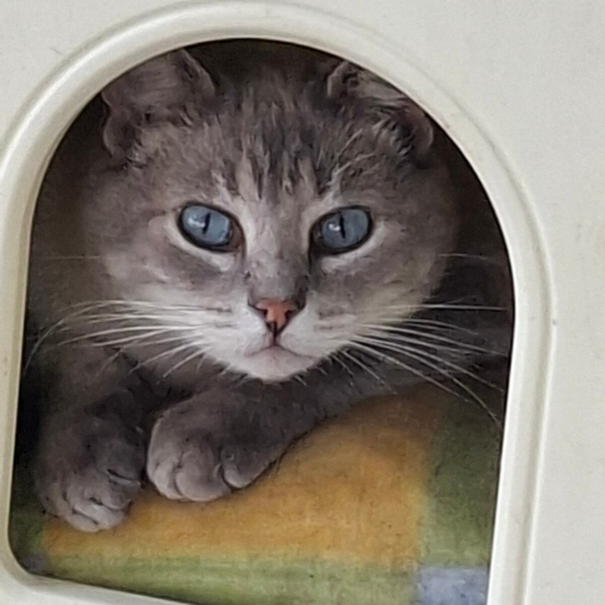 Adoption BIBOU