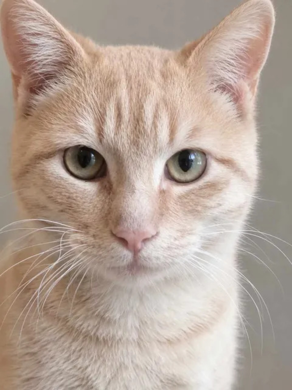 Adoption Roucky
