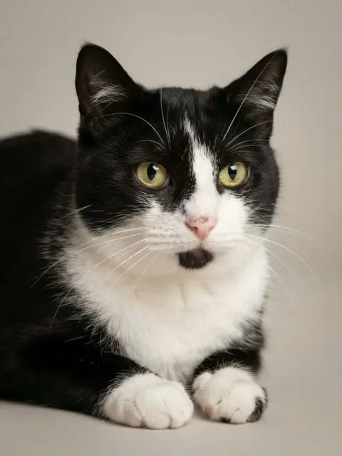 Adoption Ninouche