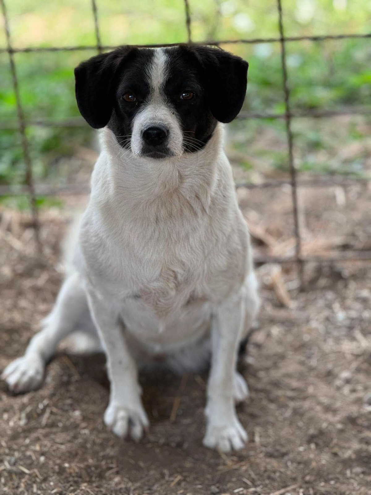 Adoption Léonie