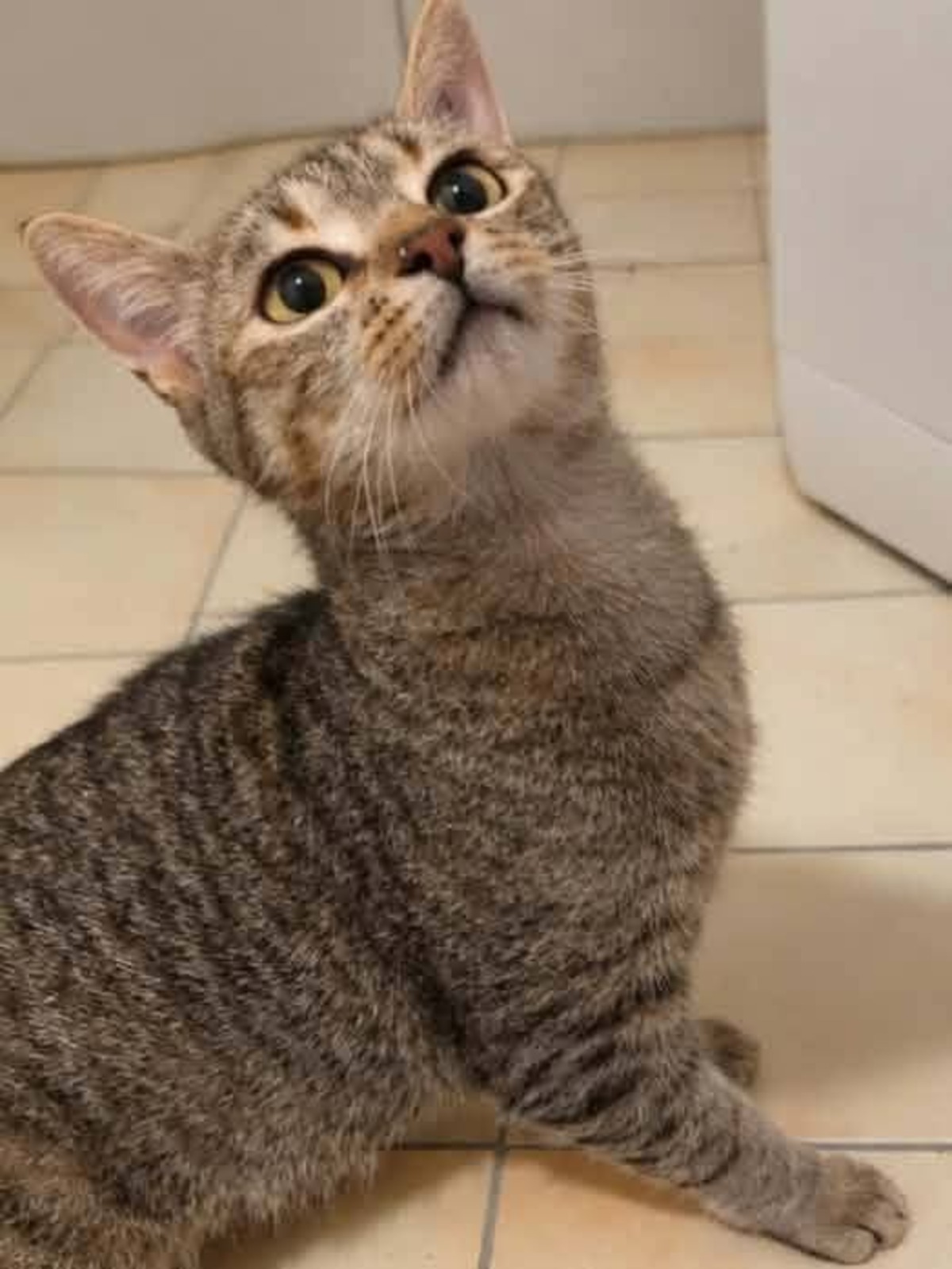 Adoption Sienna