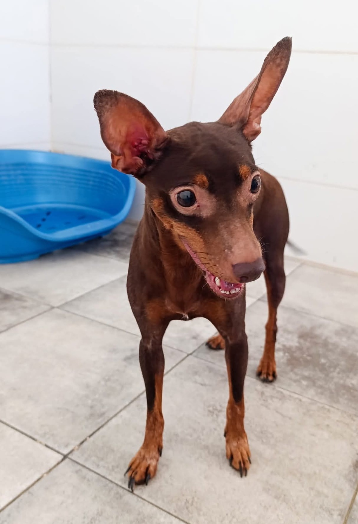Adoption CANELA