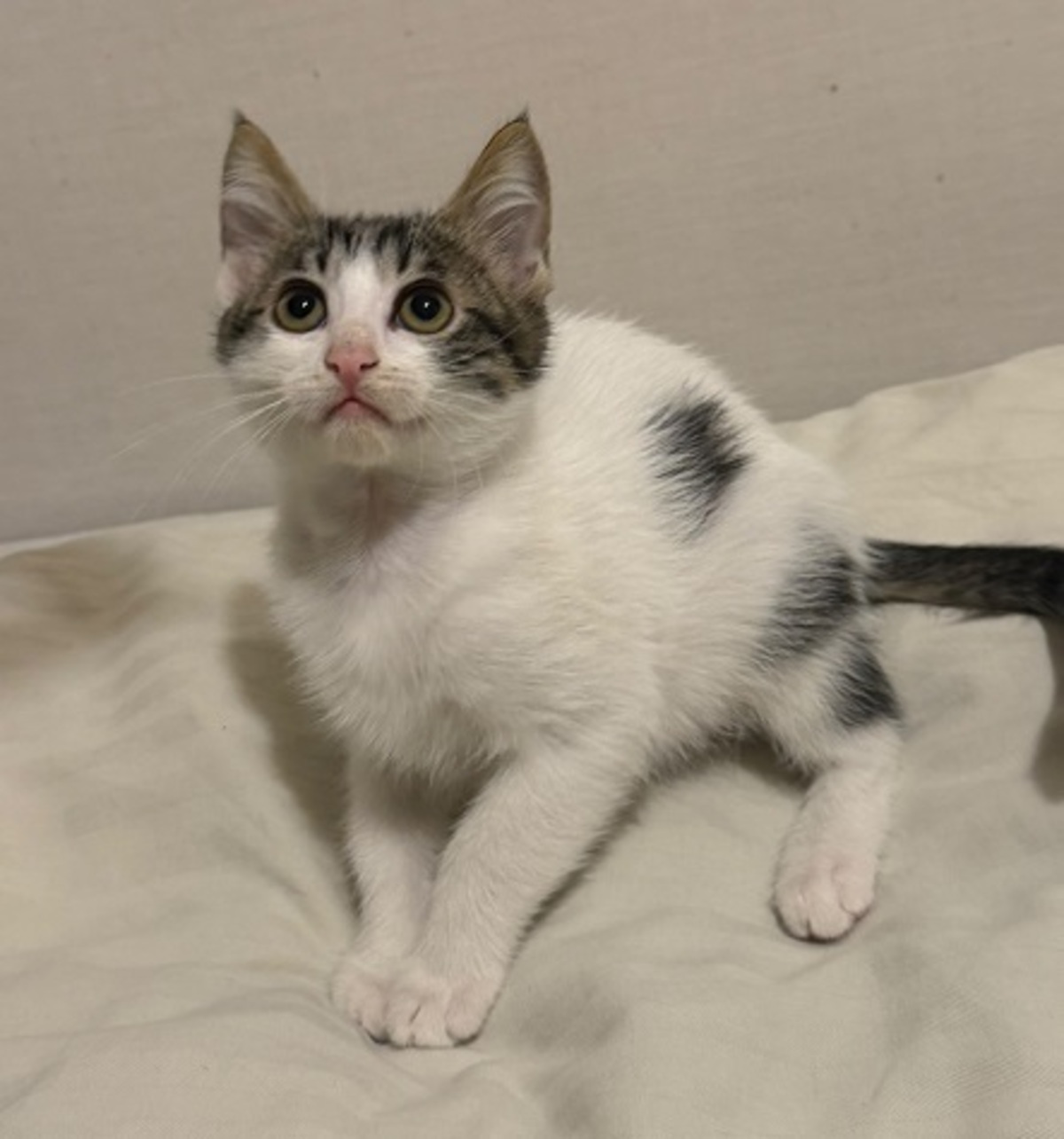 Adoption Mila