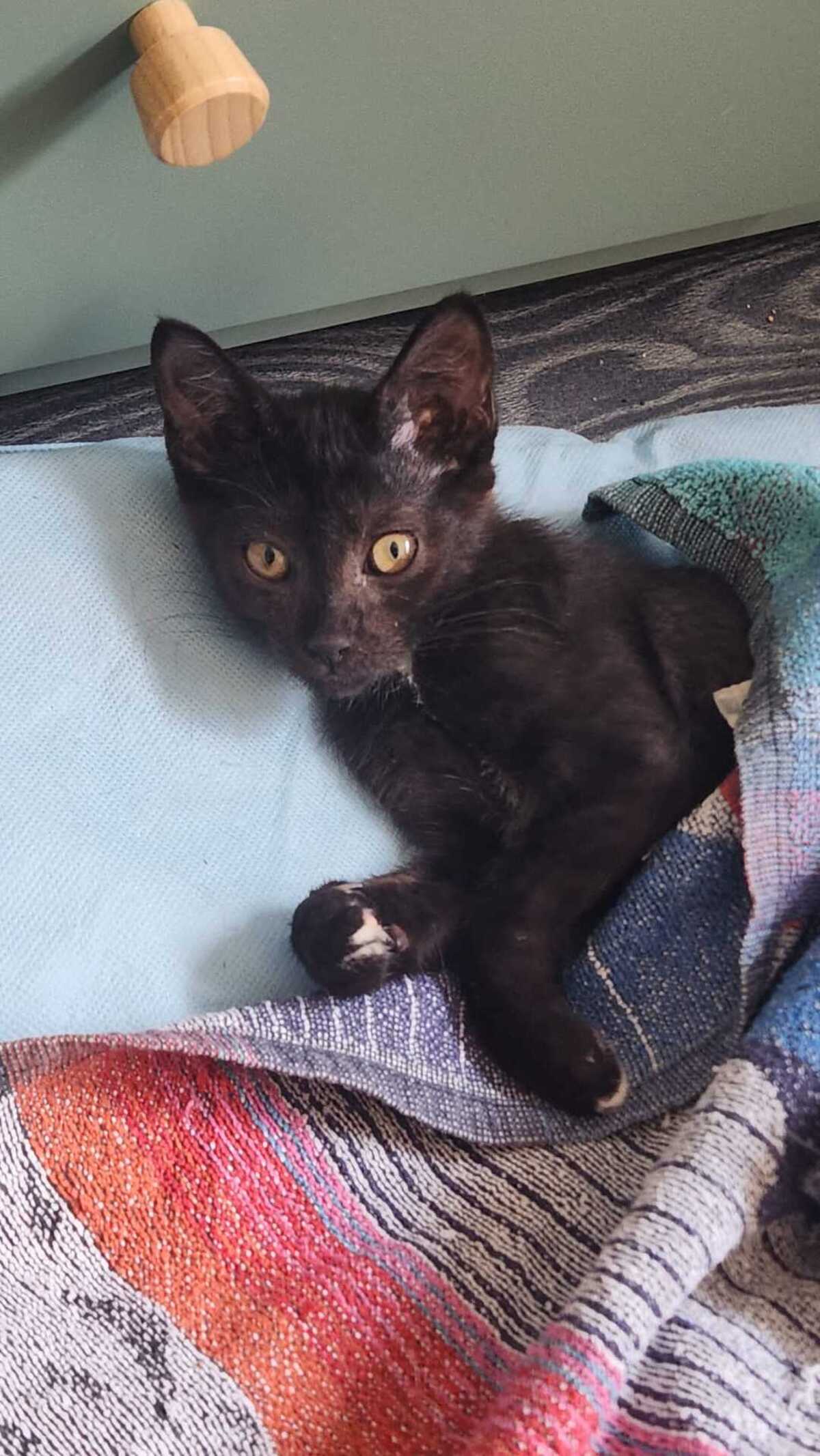 Adoption Bellatrix