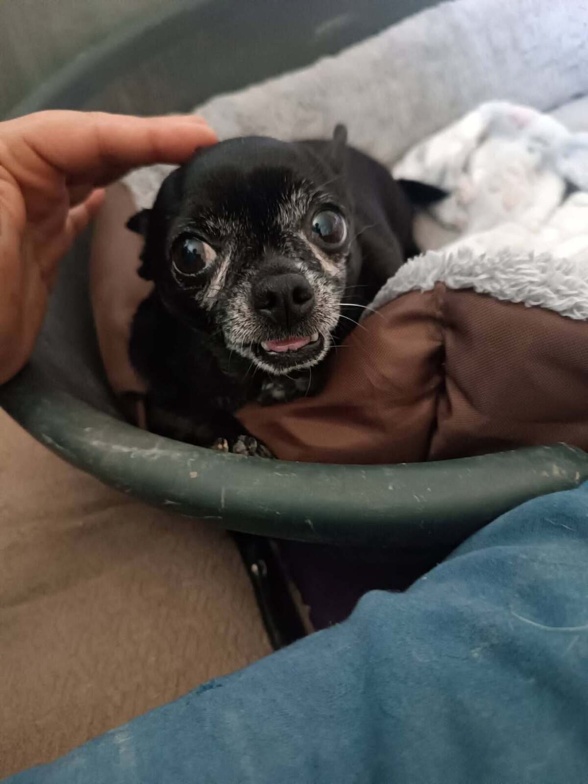 Adoption Valeria