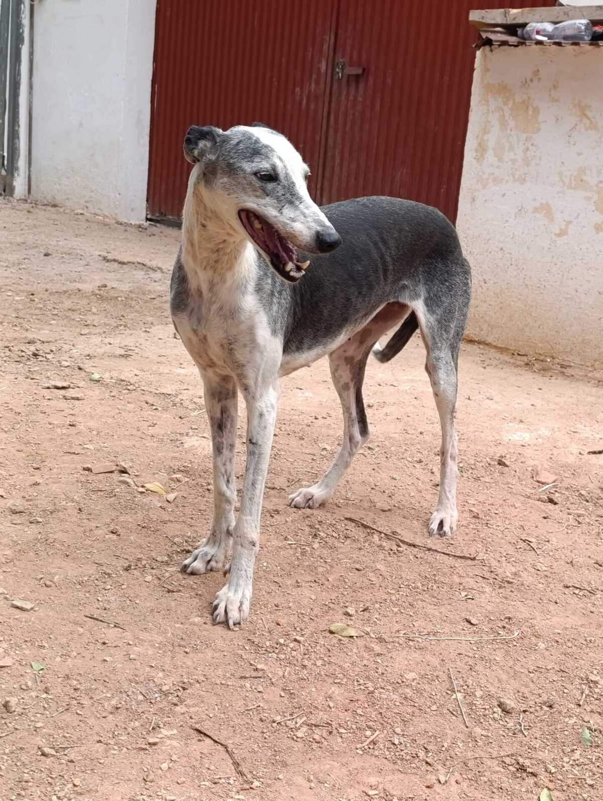 Adoption Cheni