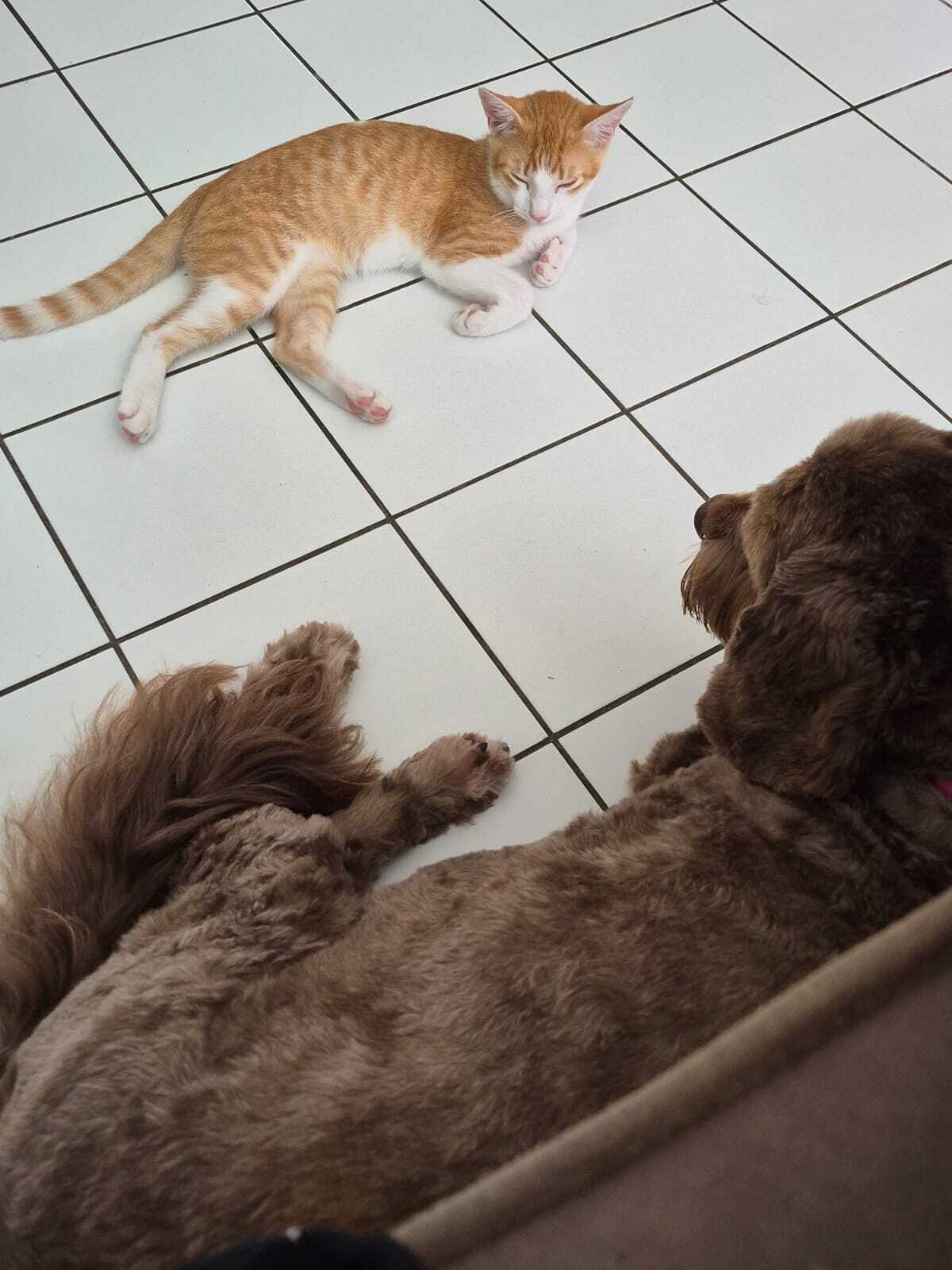 Adoption GINGER