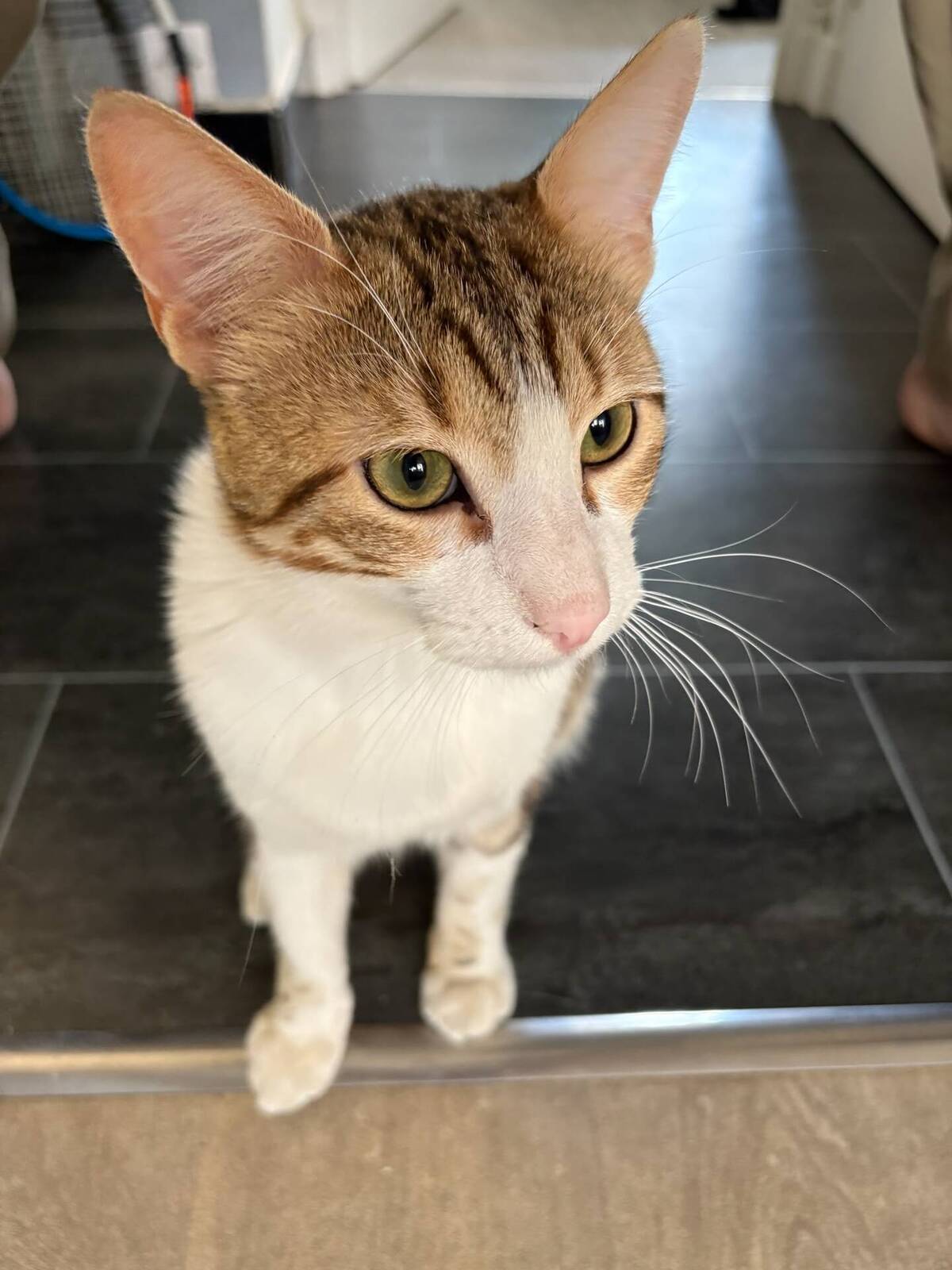 Adoption Pistache