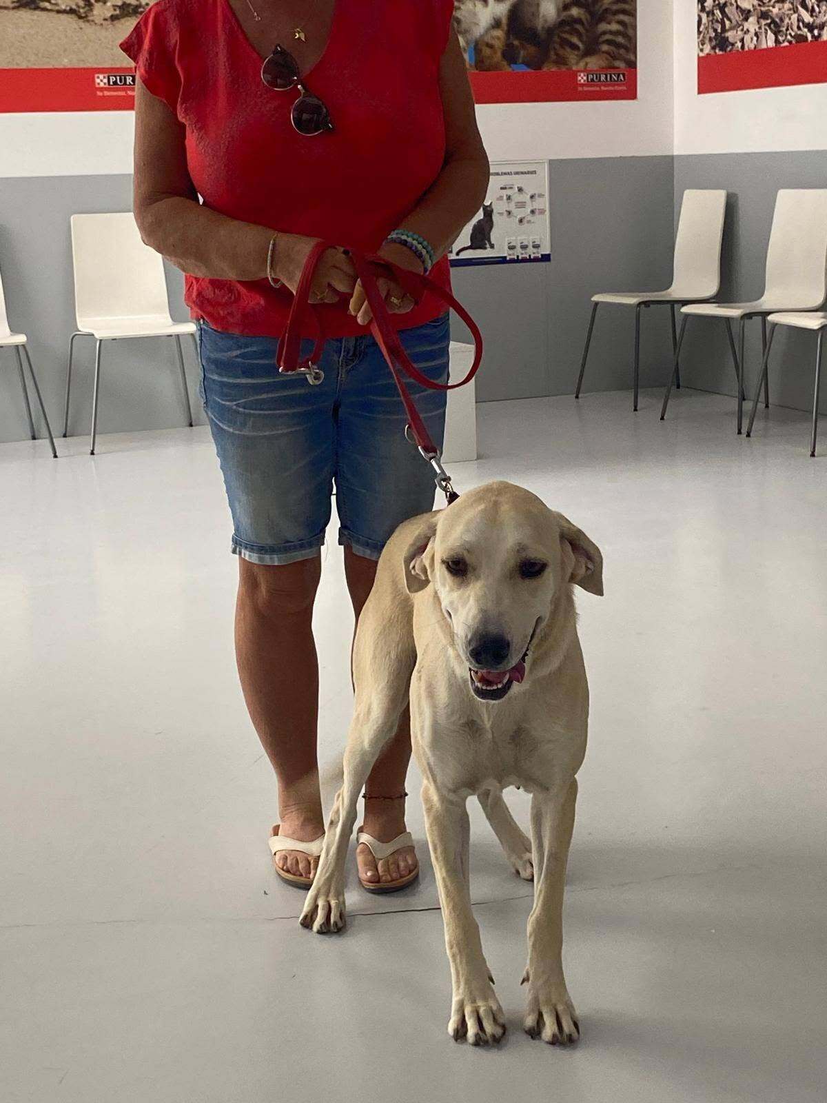Adoption Elsie