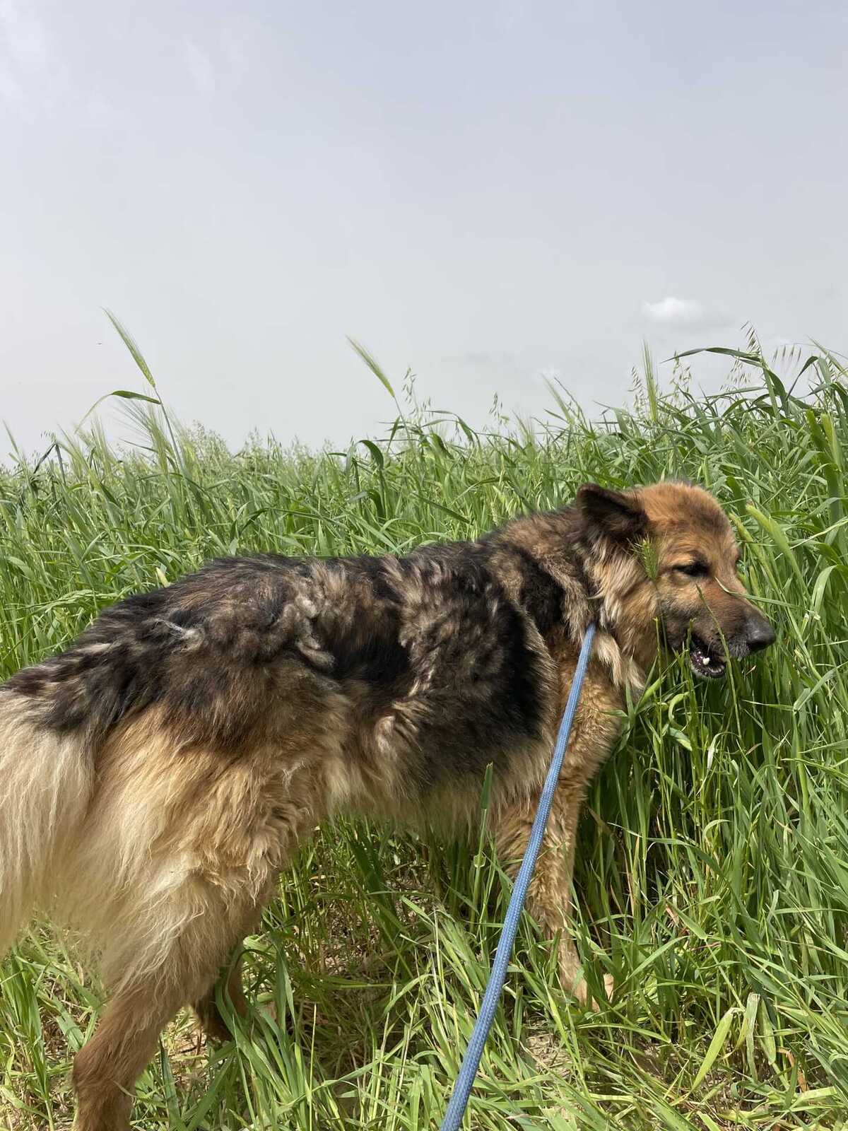 Adoption Roxanne