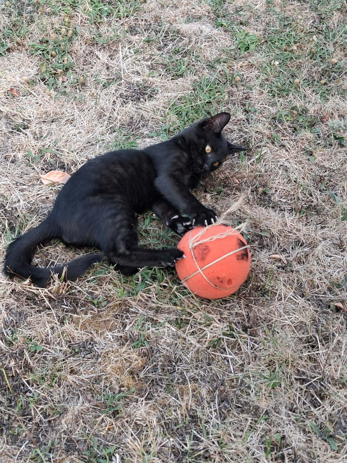 Adoption SPOT
