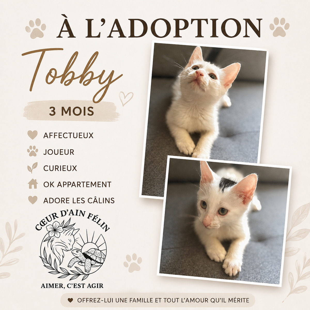 Adoption Tobby