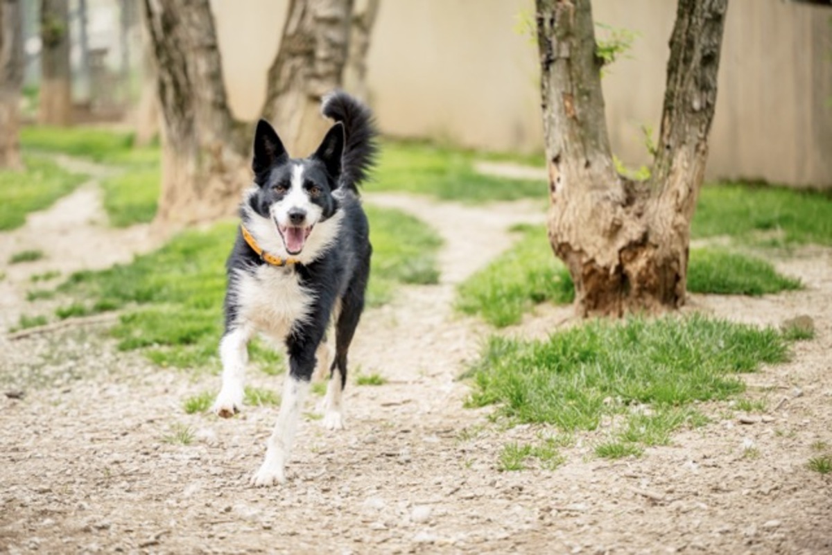 Adoption Paco