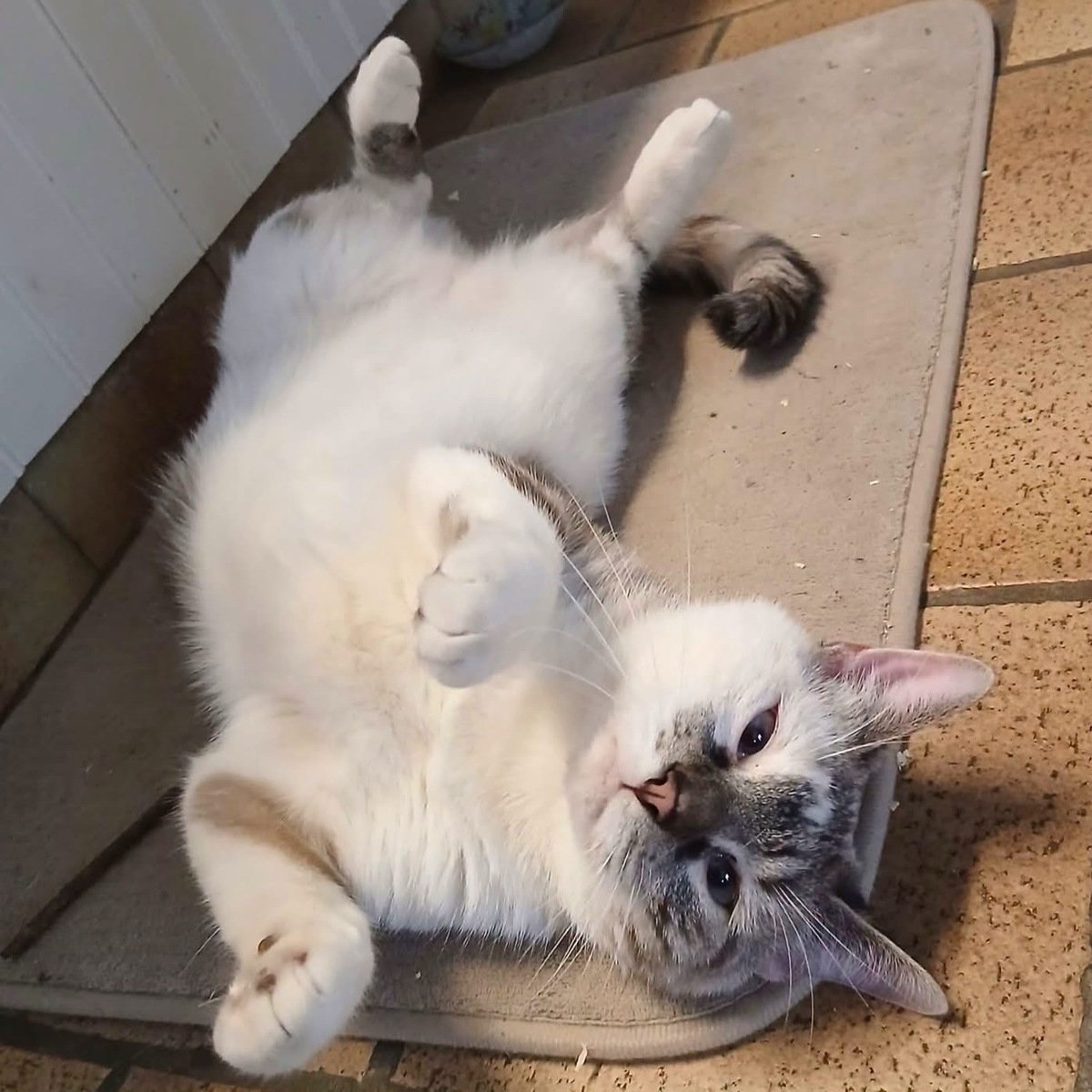 Adoption Mochi et Squishy