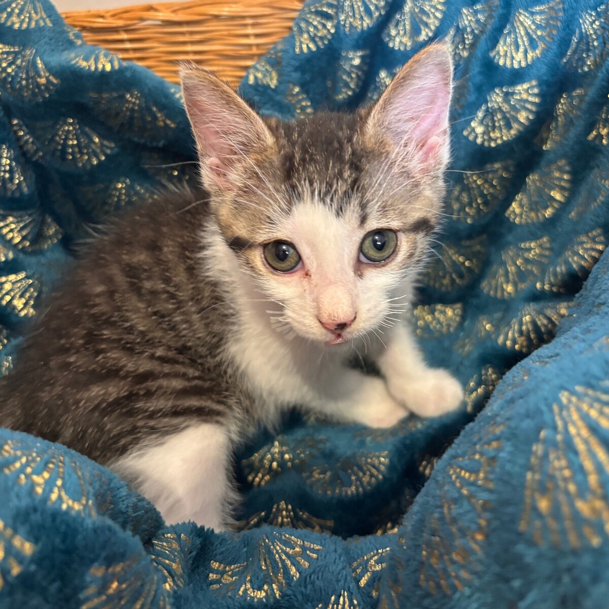 Adoption BALADE
