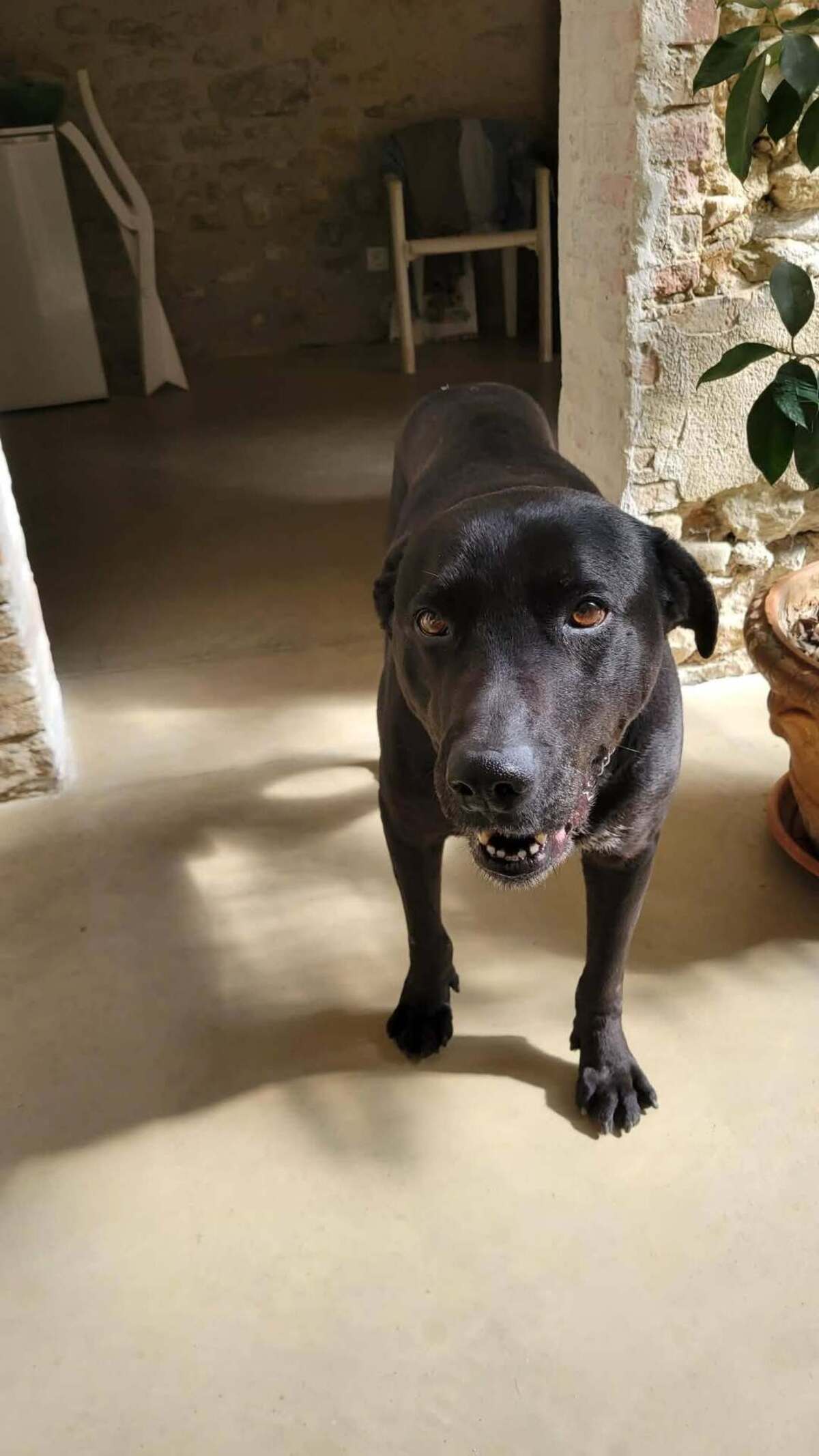 Adoption Charly
