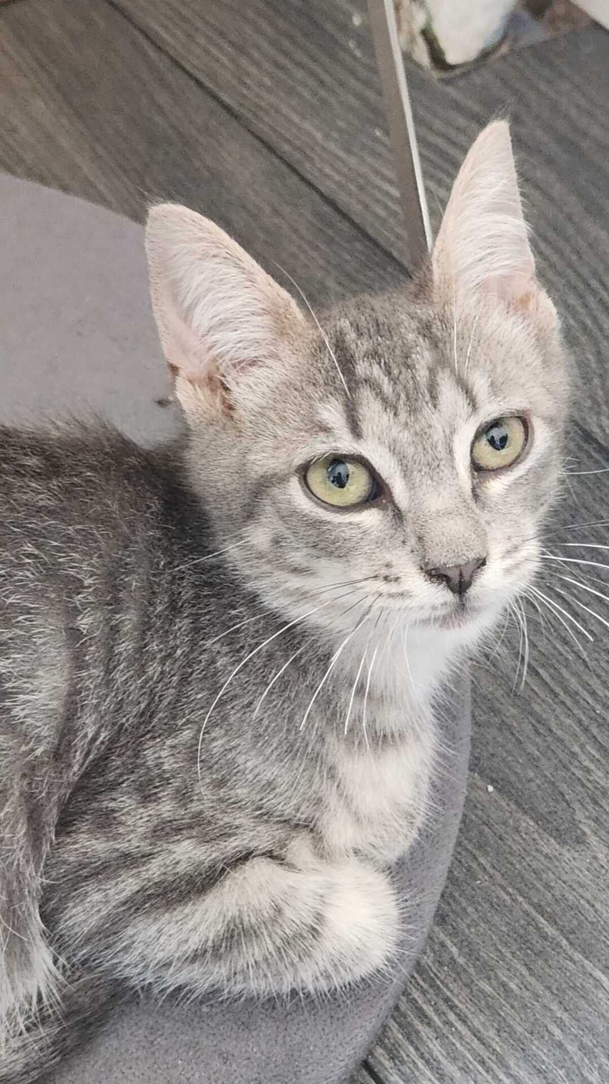 Adoption Bento 