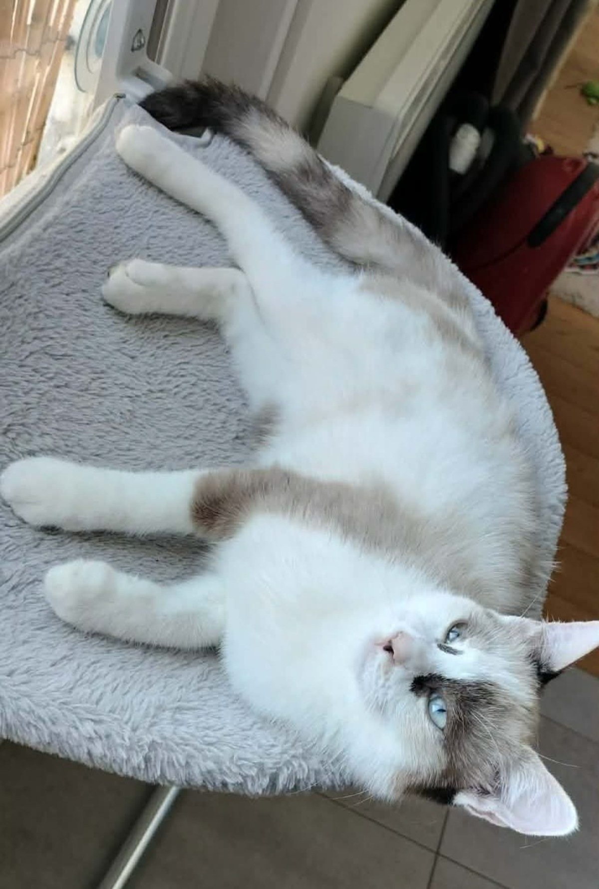 Adoption Cadanse