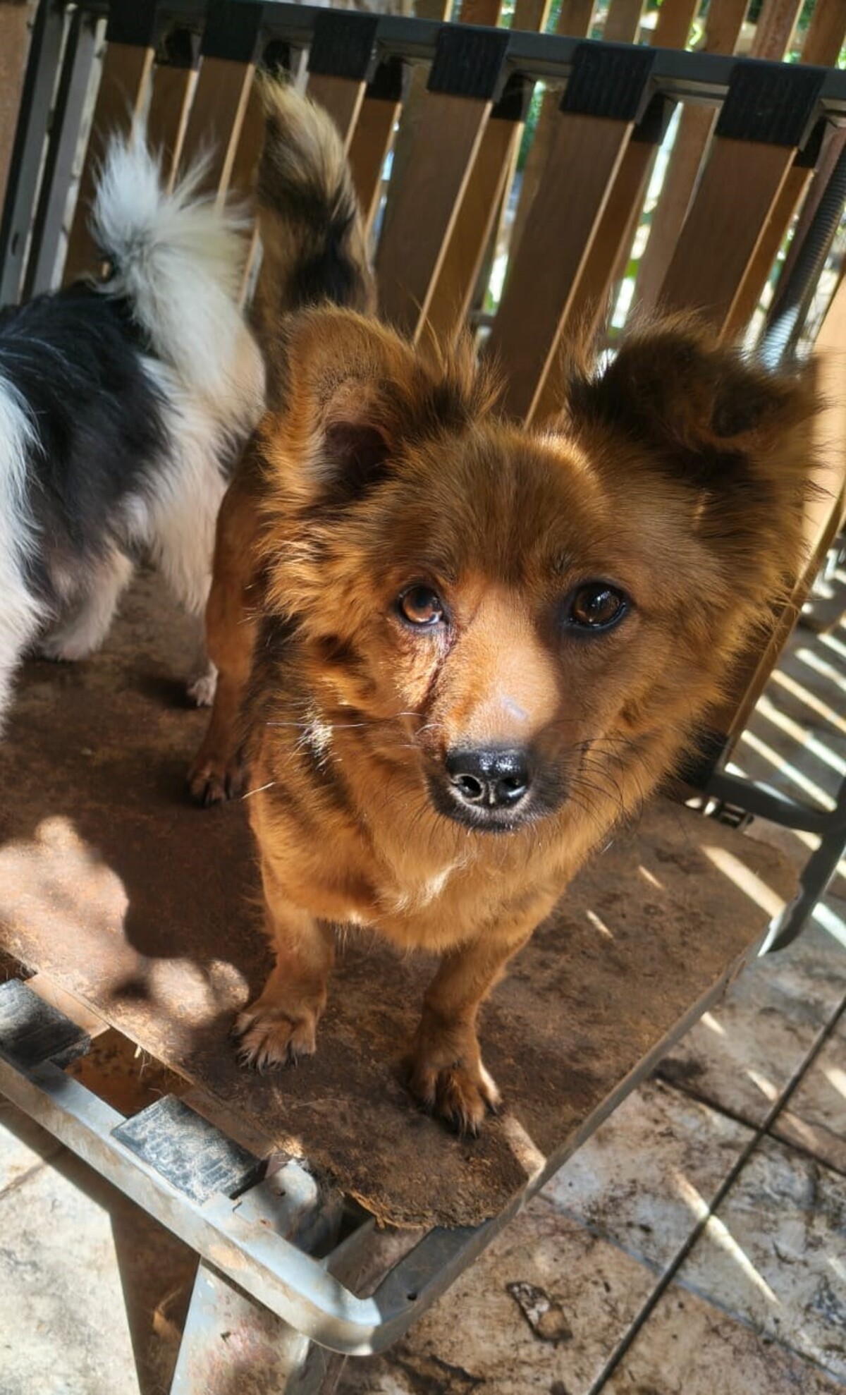 Adoption Coco