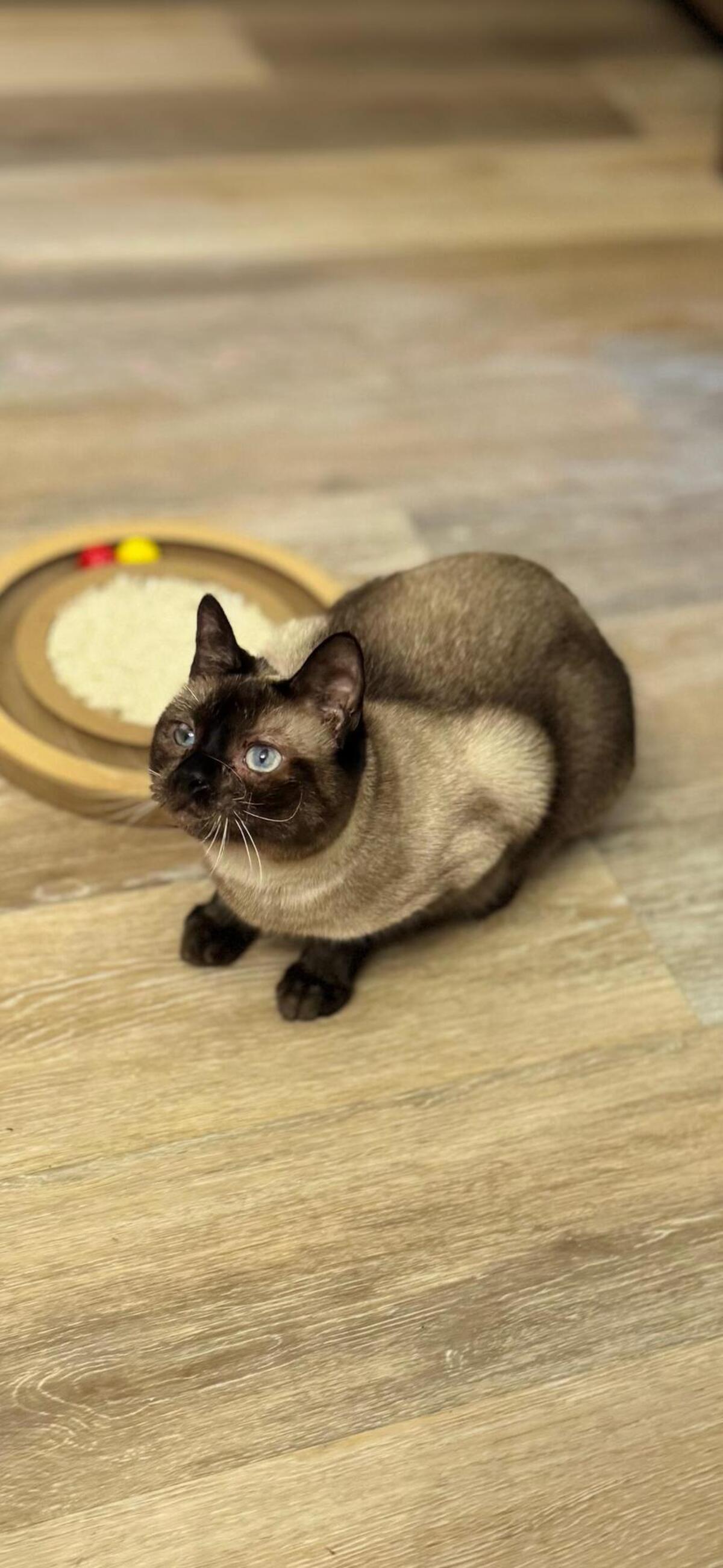 Adoption Boris