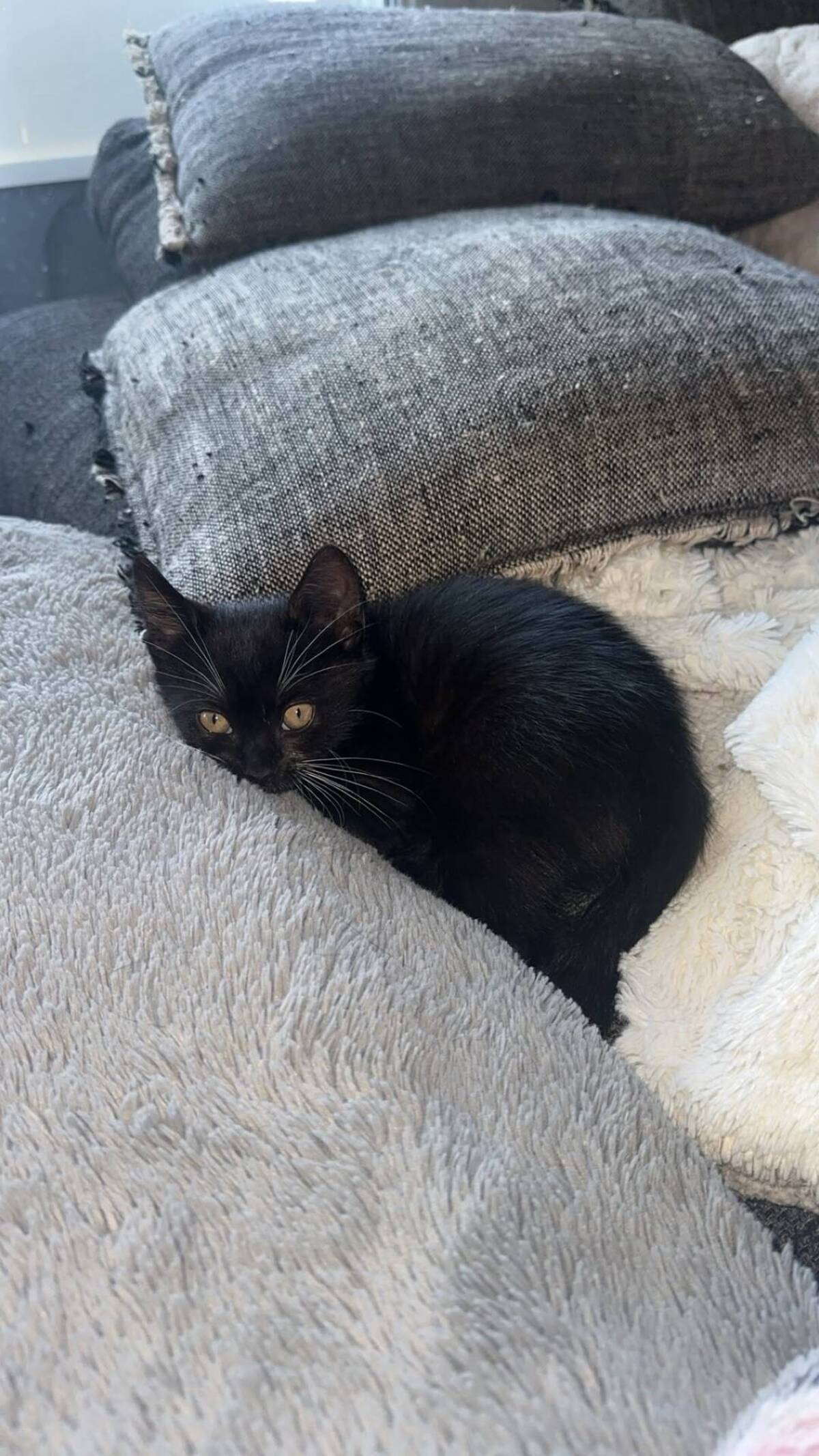 Adoption Fiona