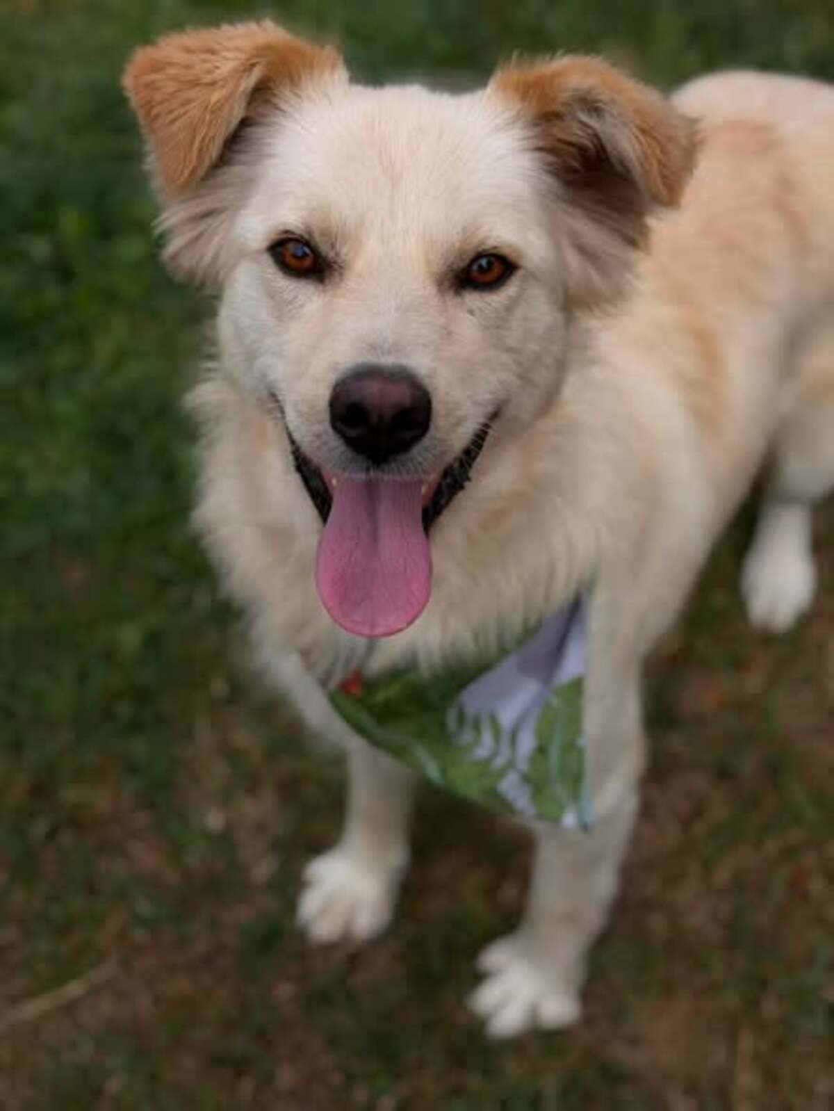 Adoption Toscane