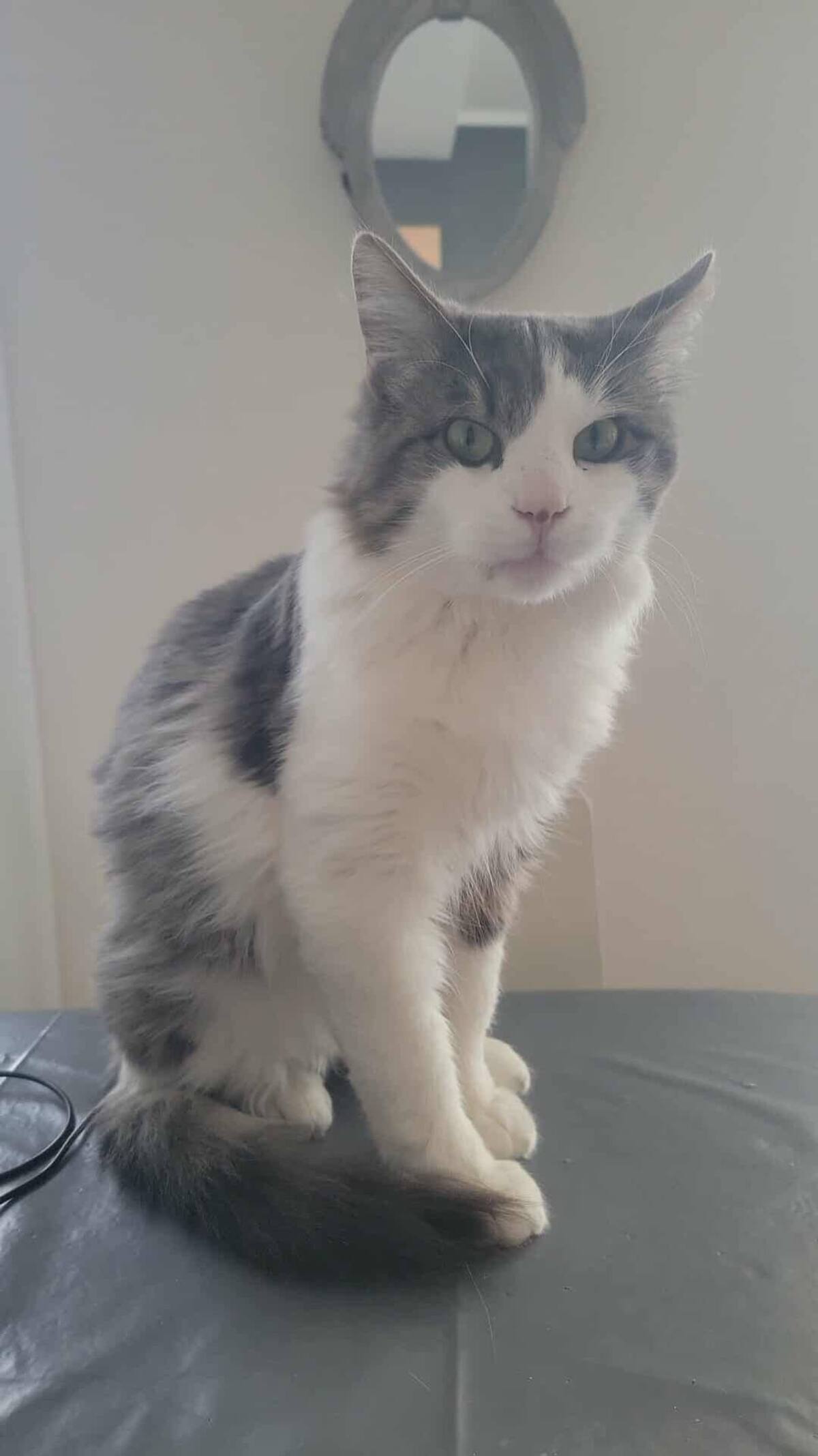 Adoption Sylvestre