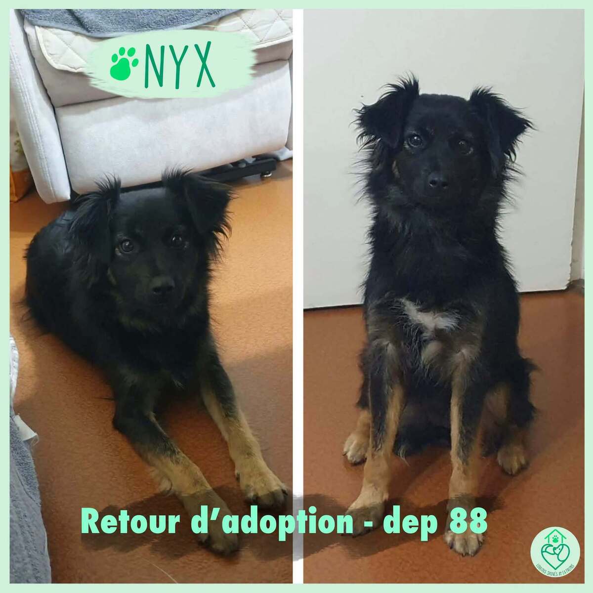 Adoption Nyx