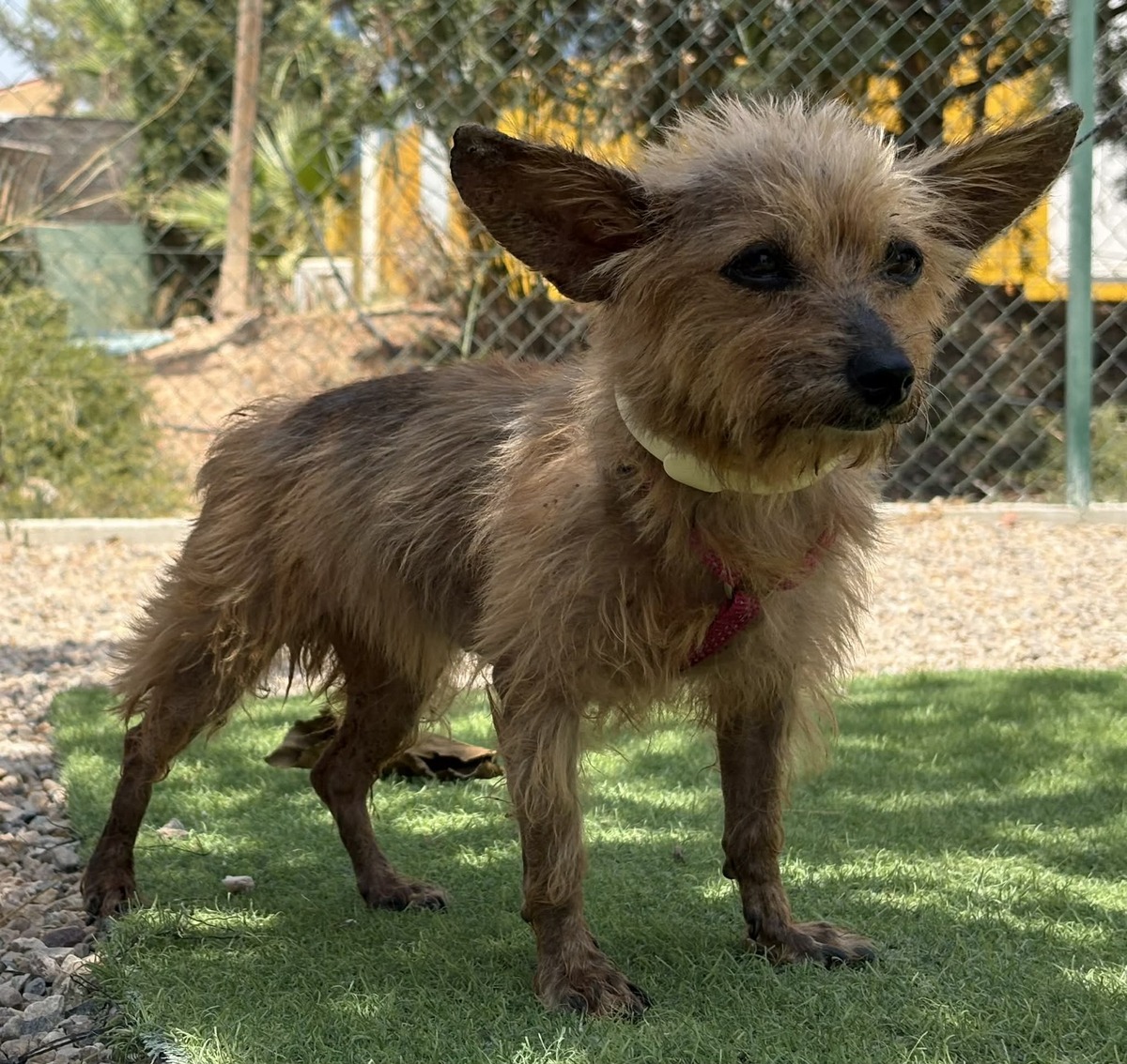 Adoption Cosima