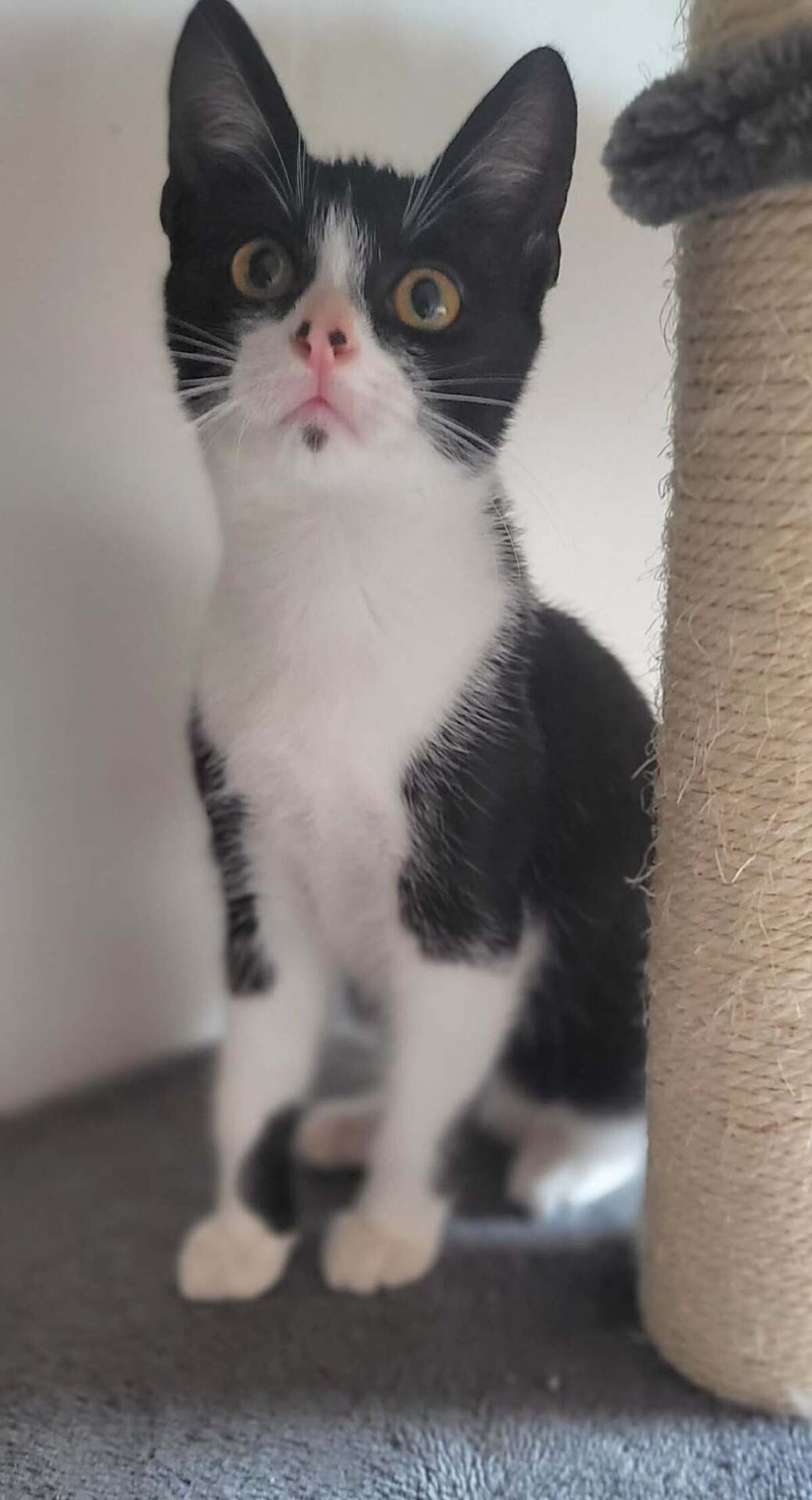 Adoption Banjo