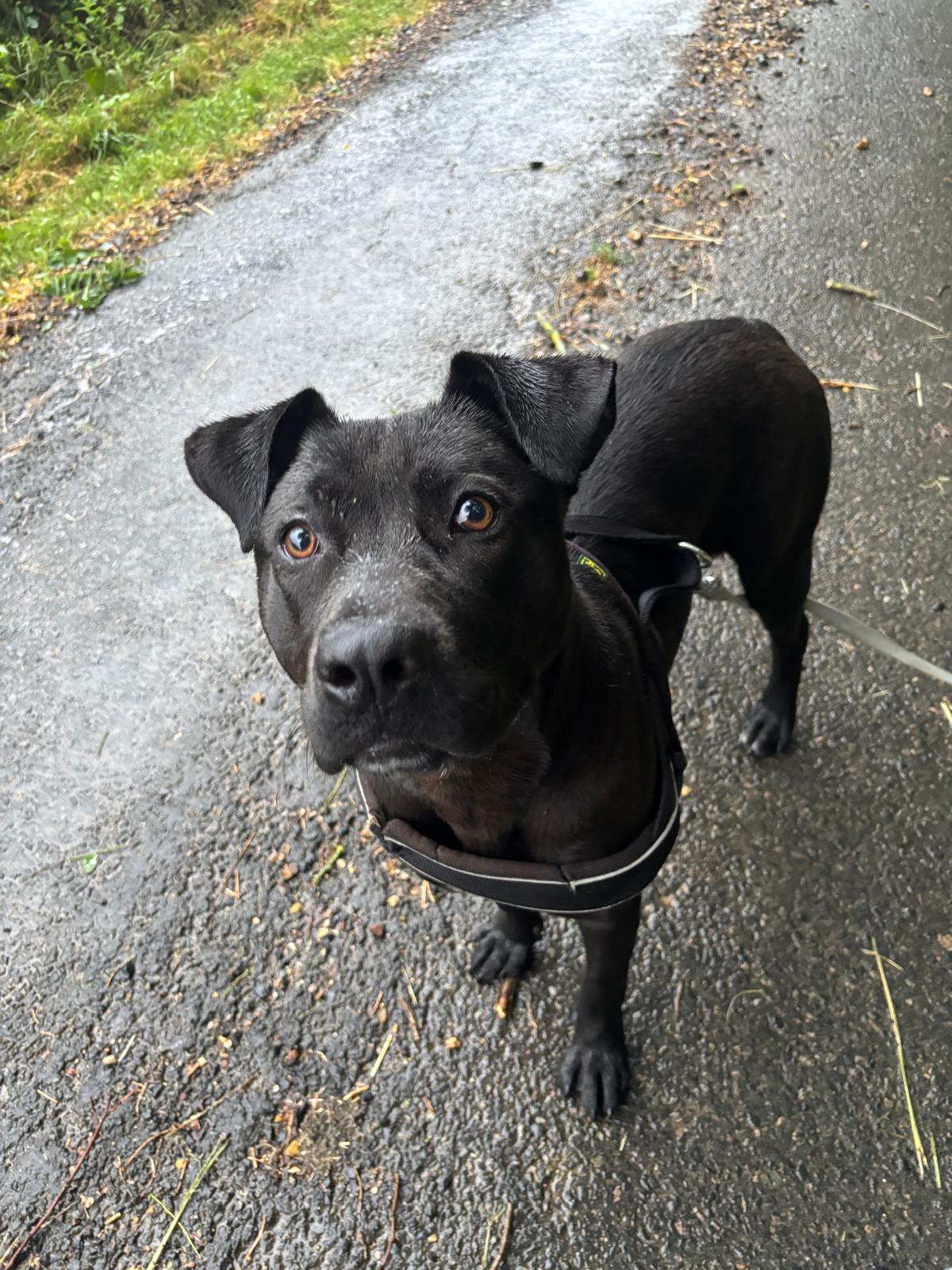 Adoption Athena