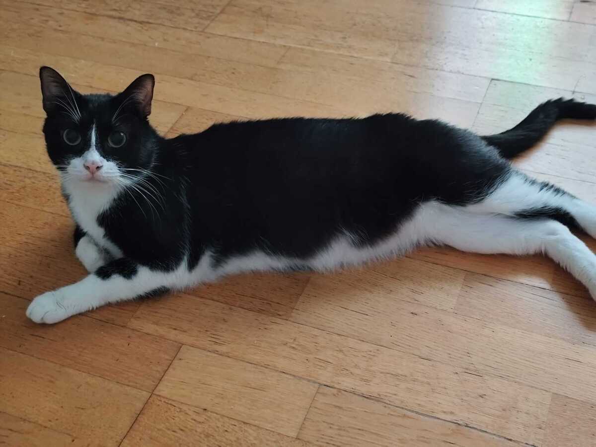 Adoption Natsu