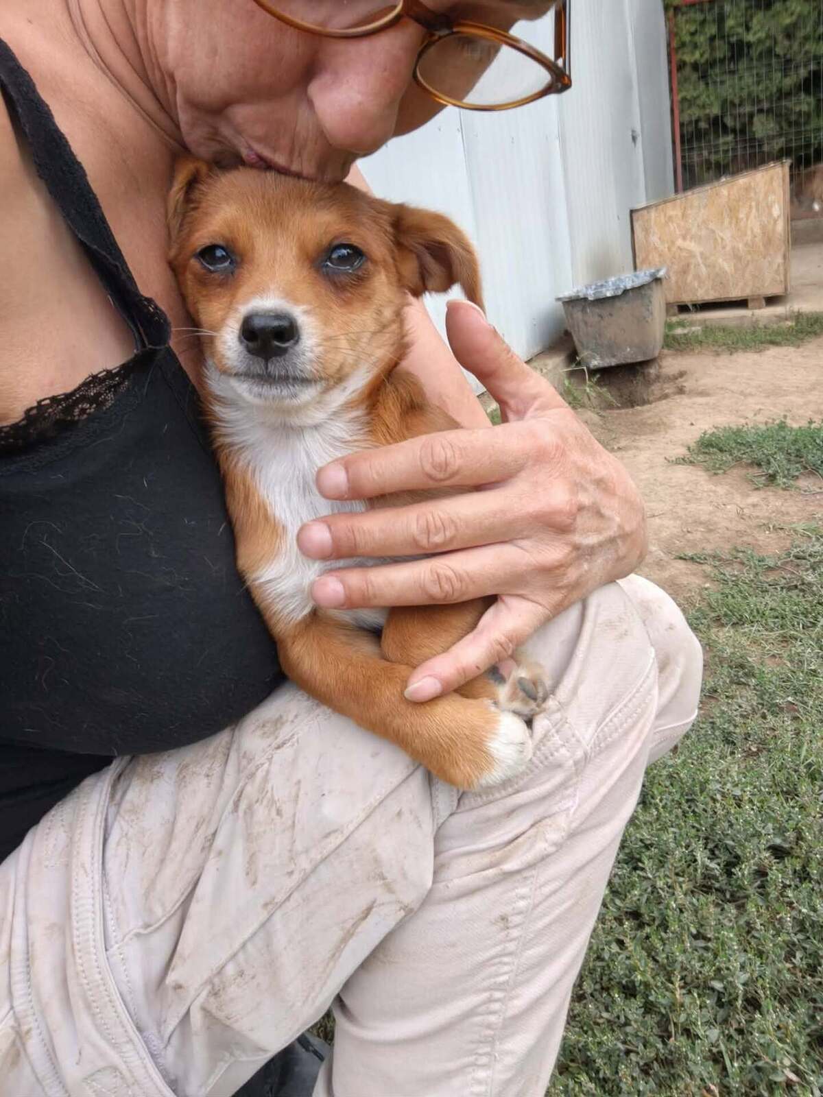 Adoption Shizen