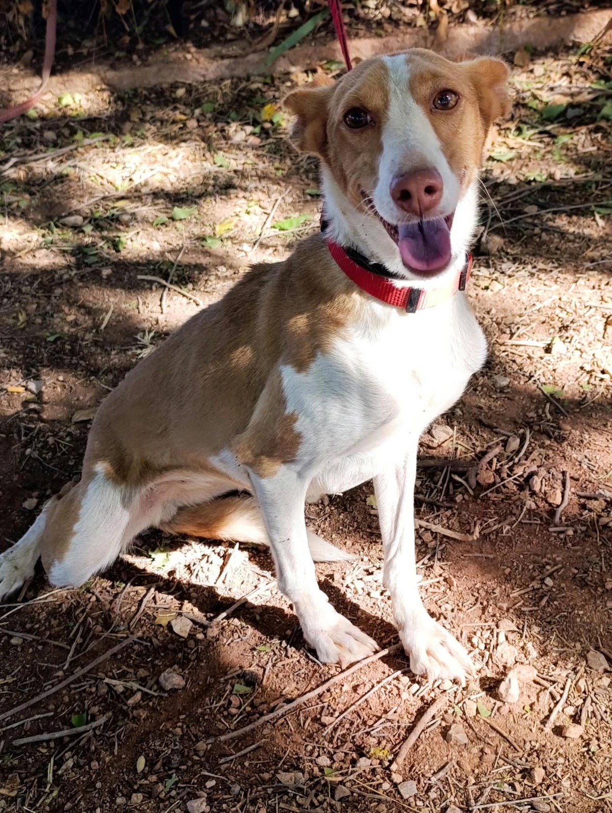 Adoption Mojita