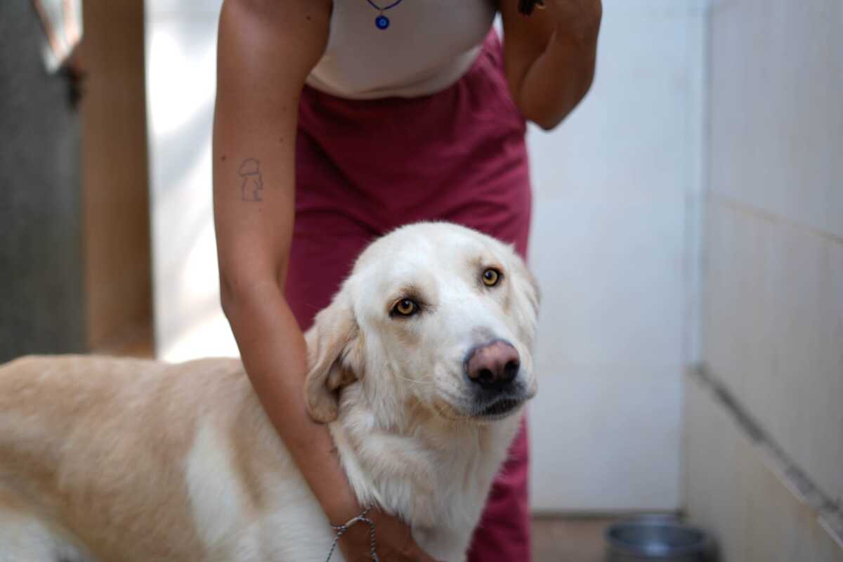 Adoption Chelo