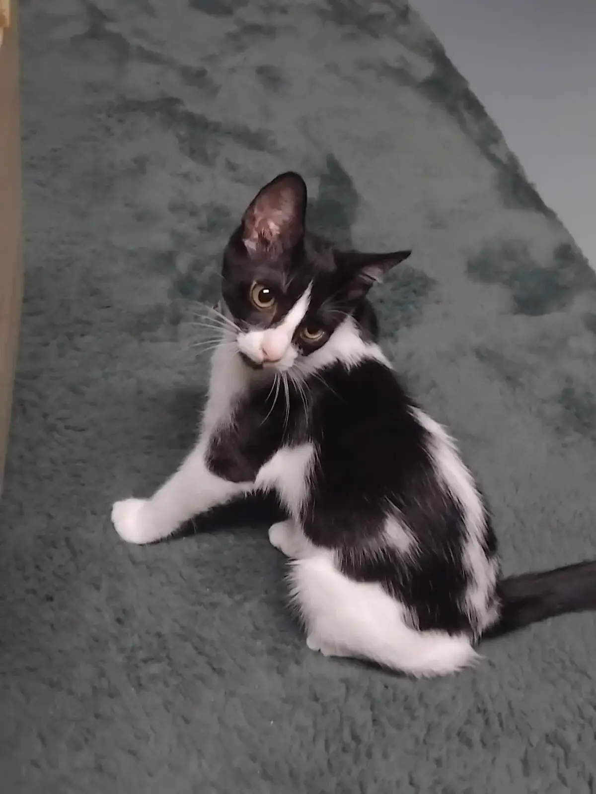 Adoption Harmonie