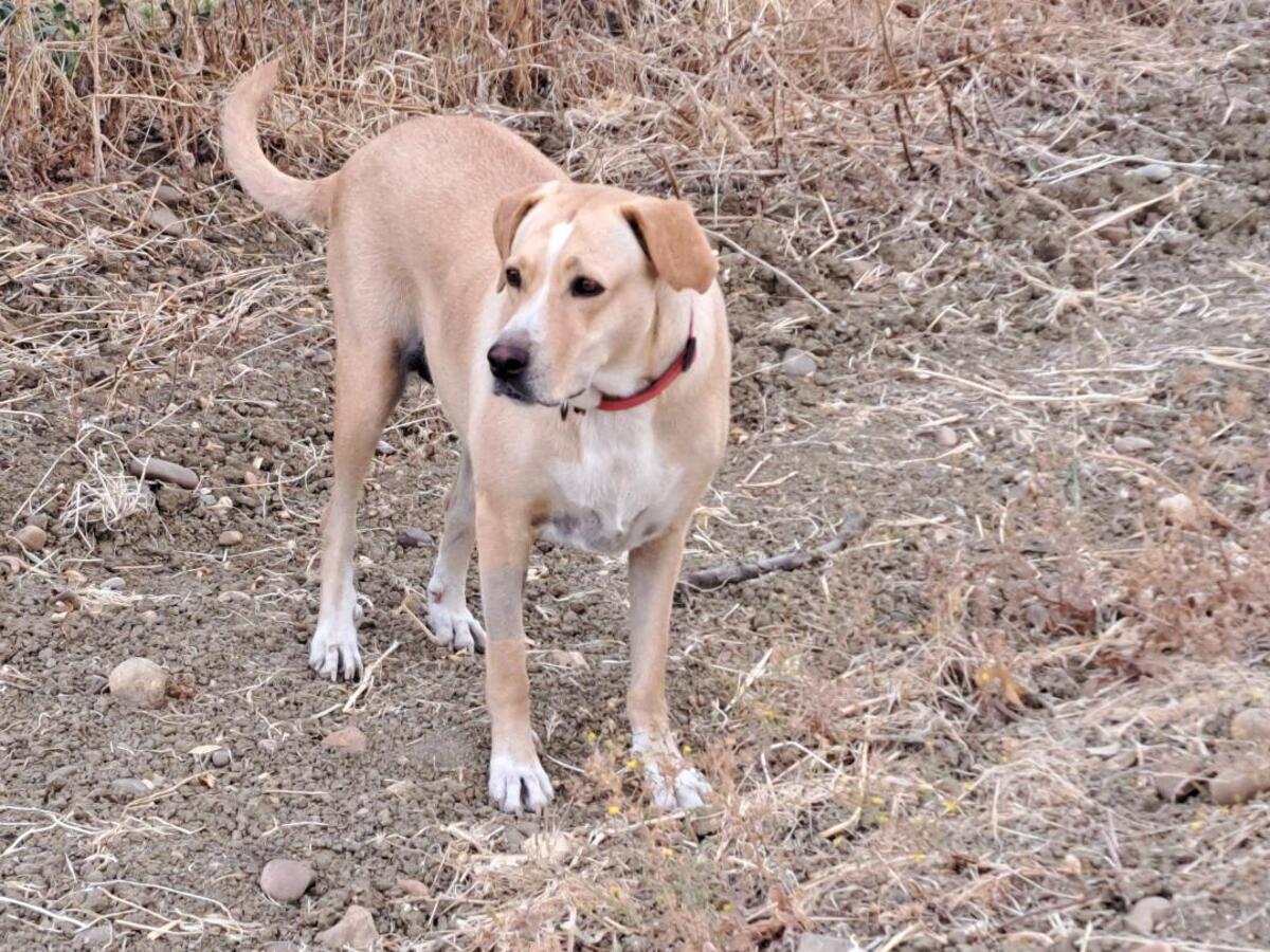 Adoption Brenda