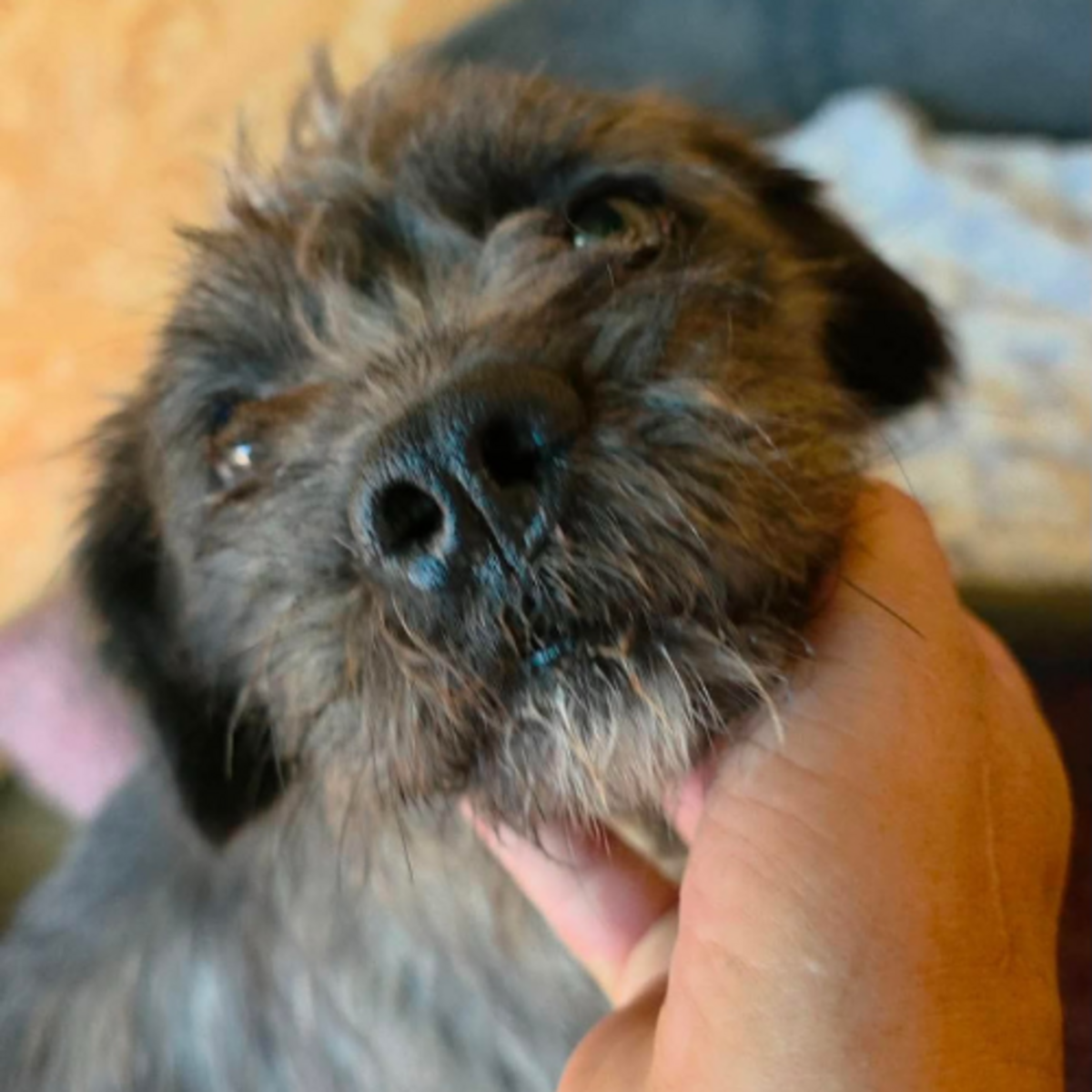 Adoption Grey