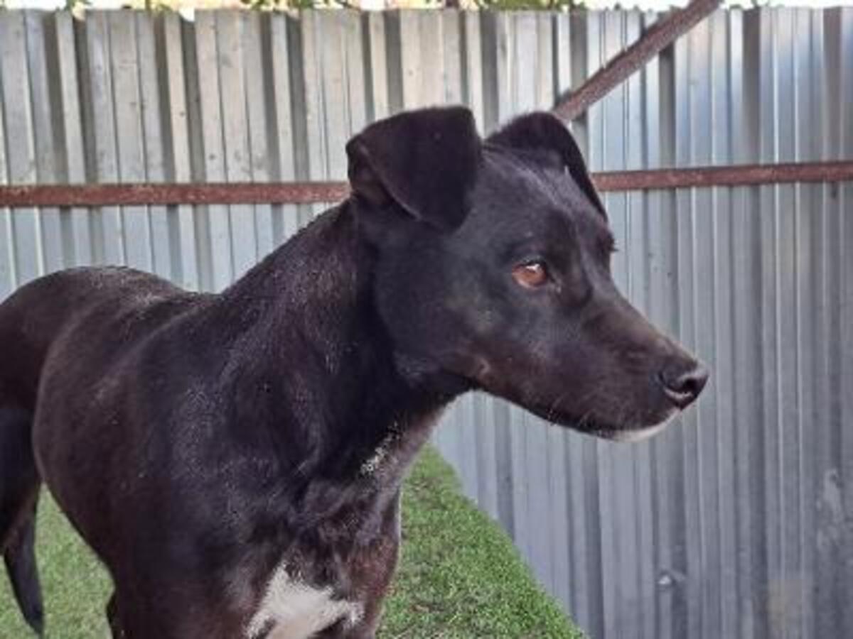 Adoption Helio