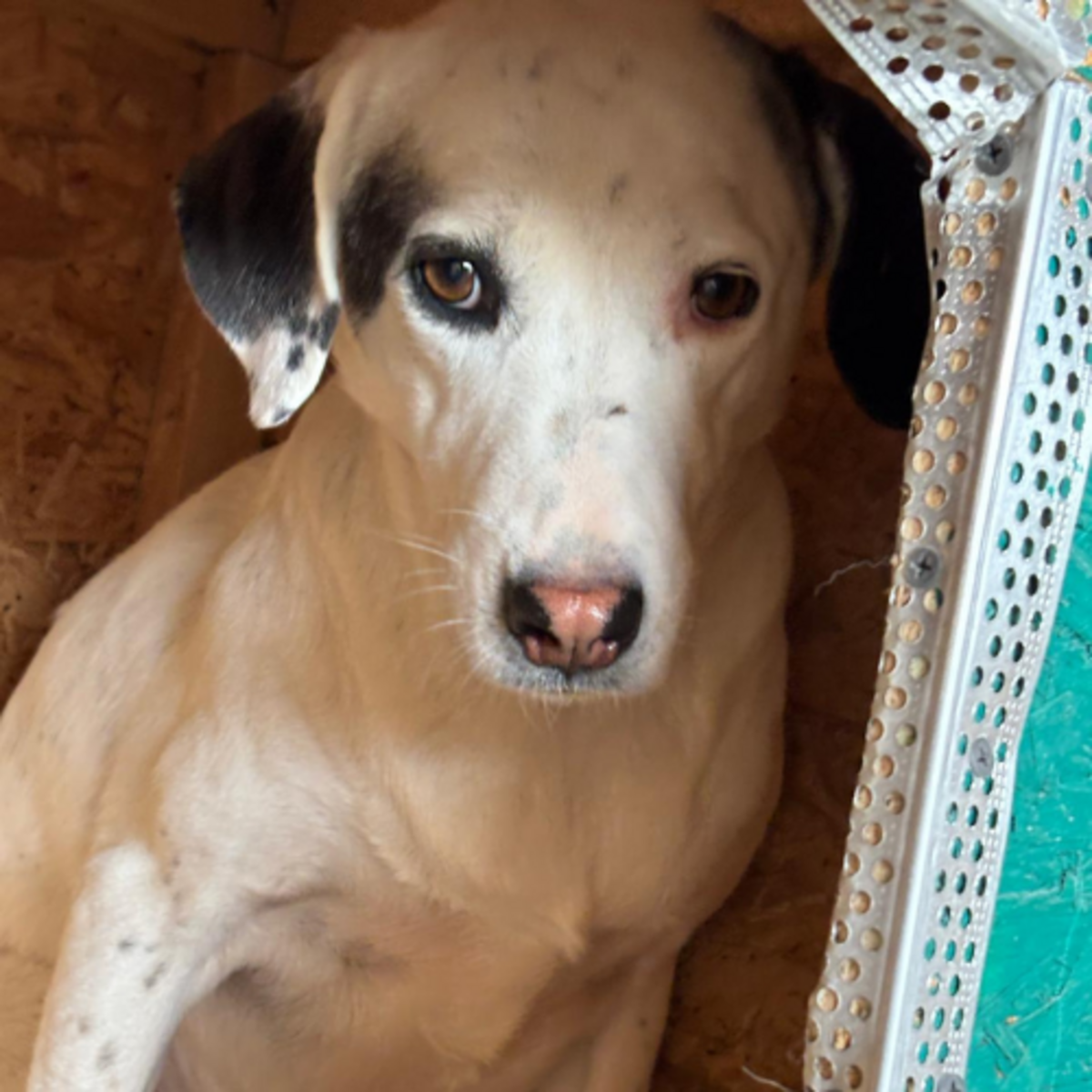 Adoption Ula