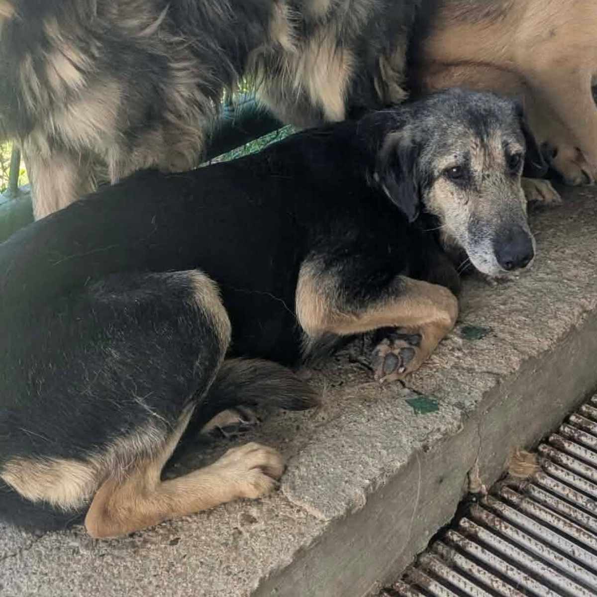 Adoption Noemy