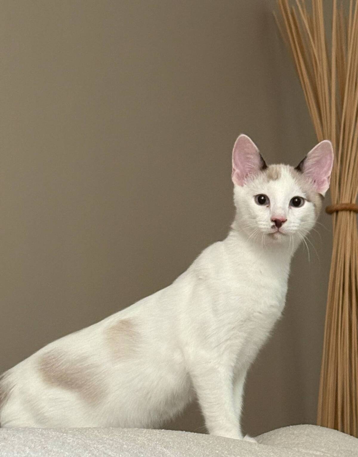 Adoption Baltazar 