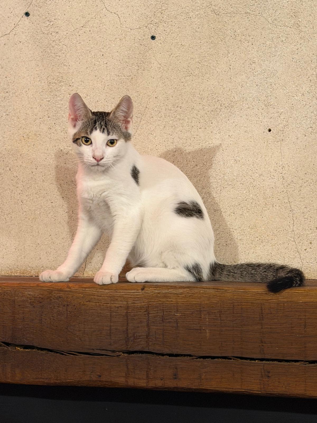 Adoption Ado