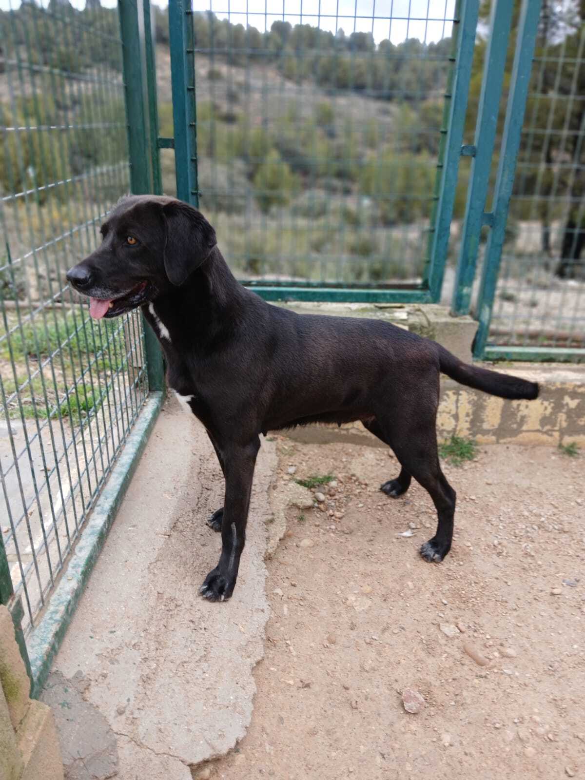 Adoption Kayu