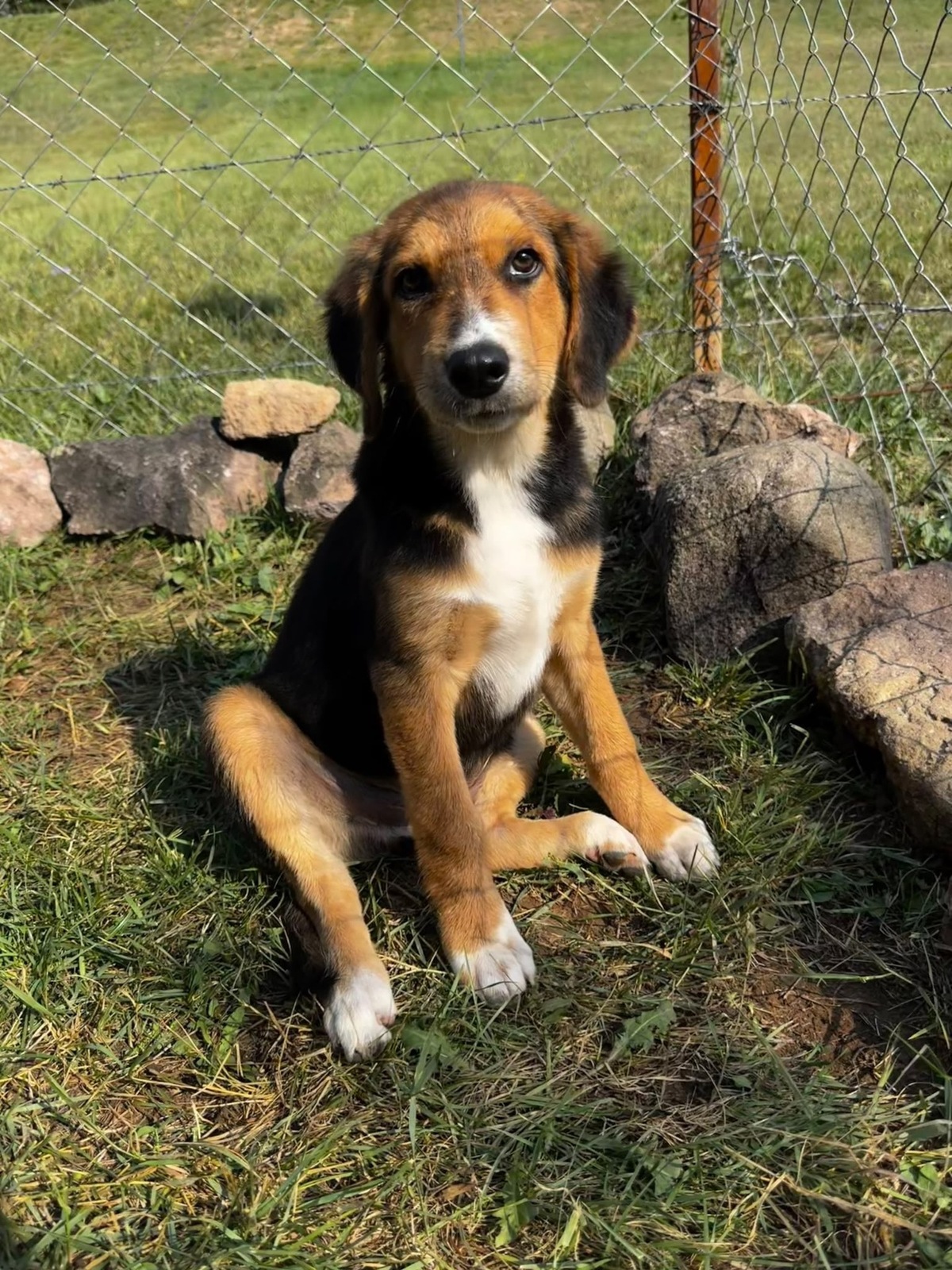 Adoption Teddy