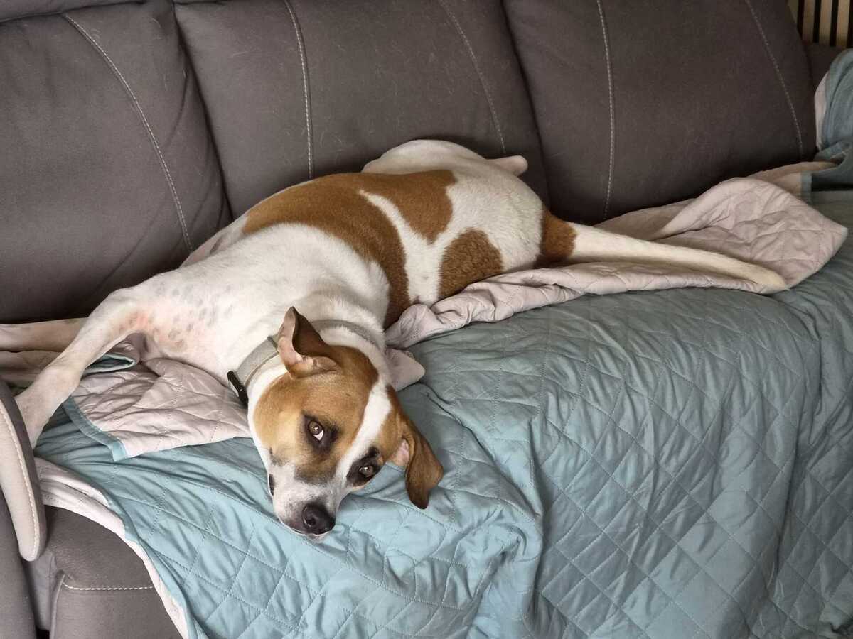 Adoption Elliot