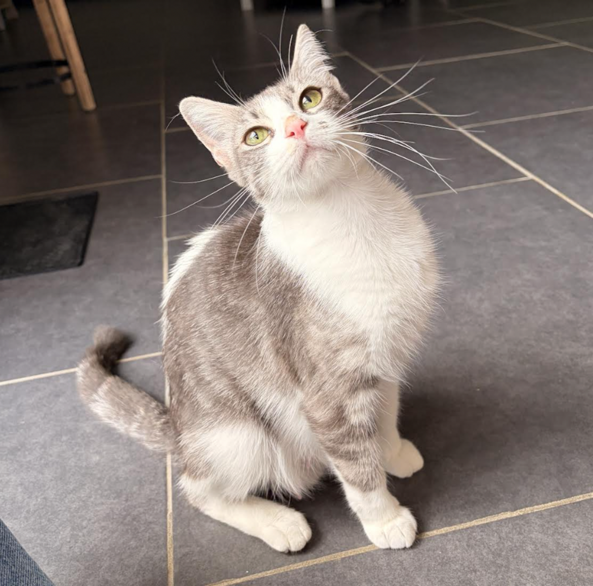 Adoption Ana