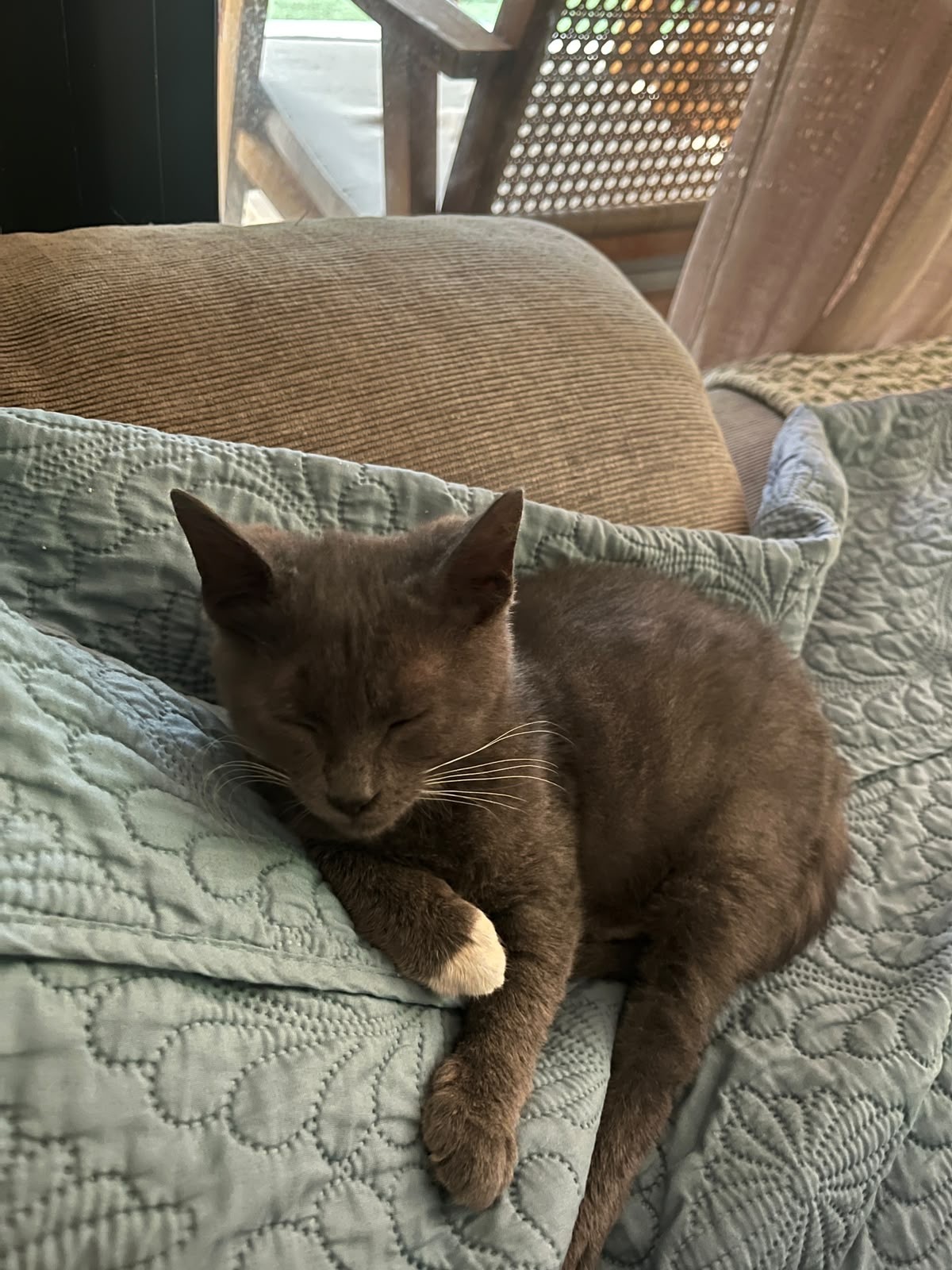 Adoption Mira