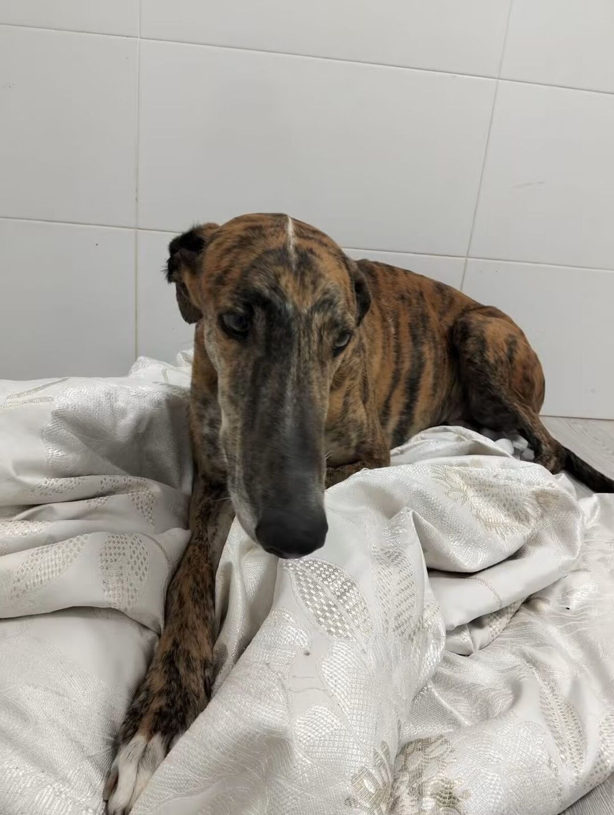 Adoption Juqueton